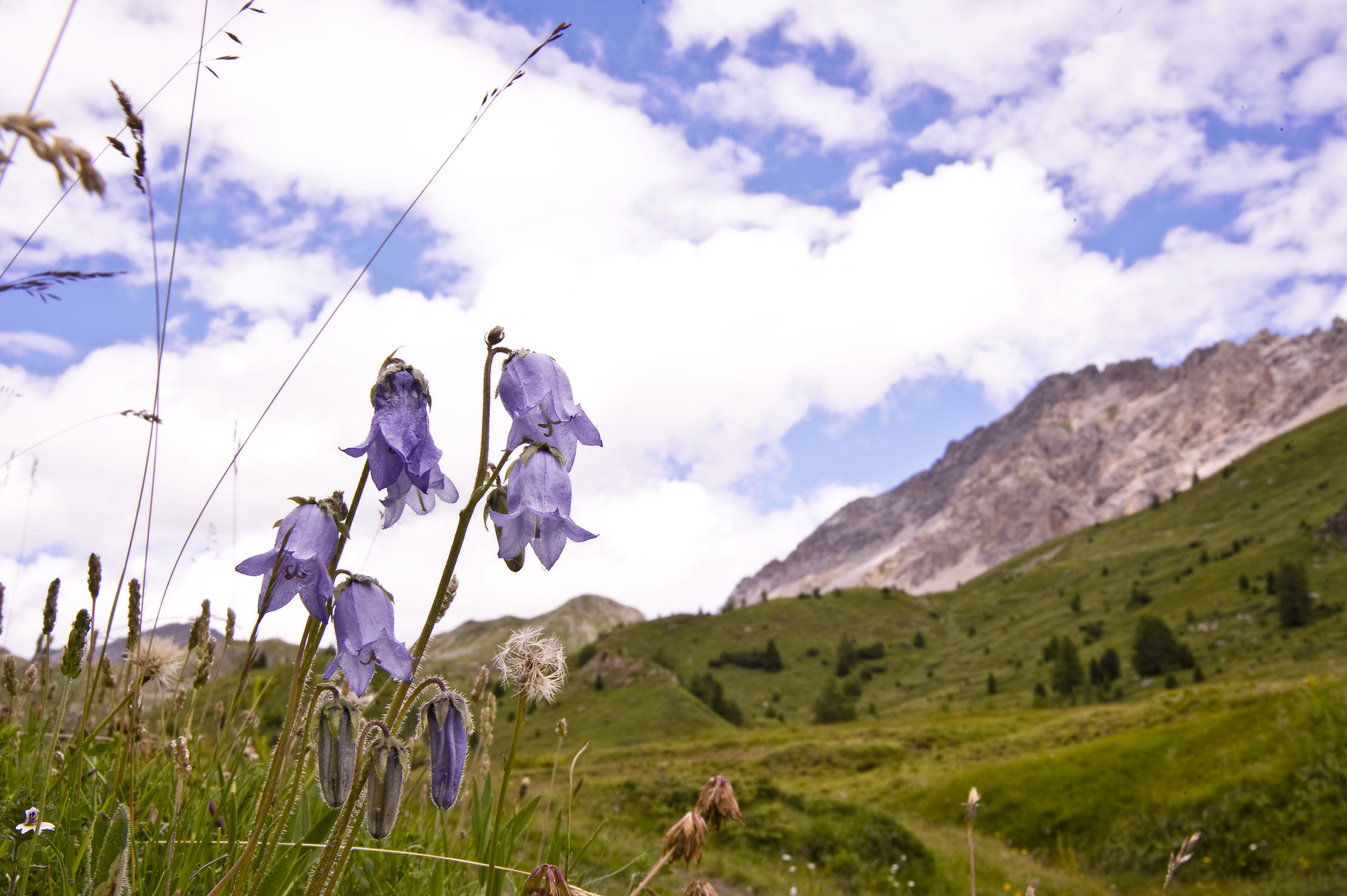 Campanula barbata in Val Vezzola