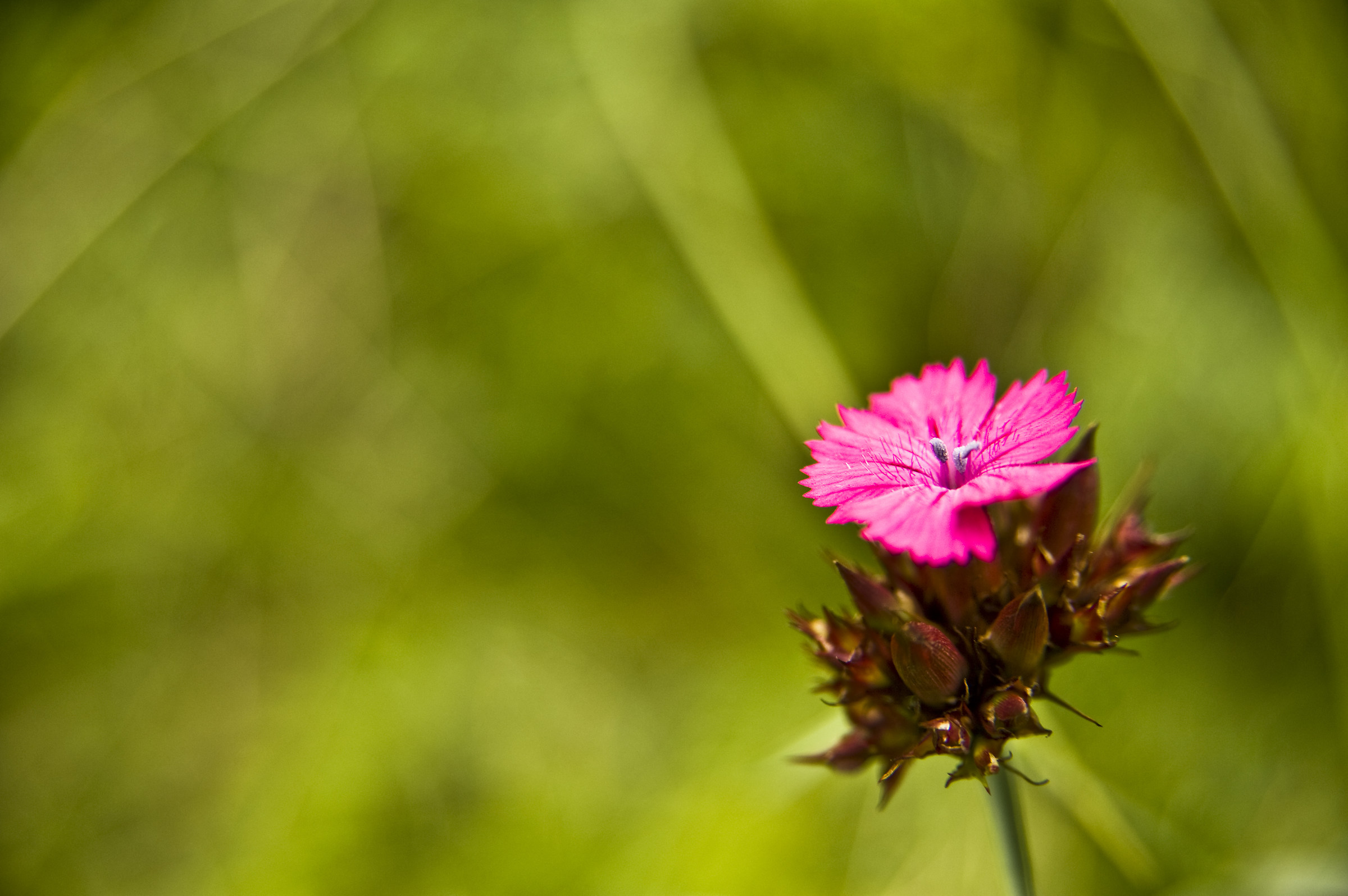 Dianthus