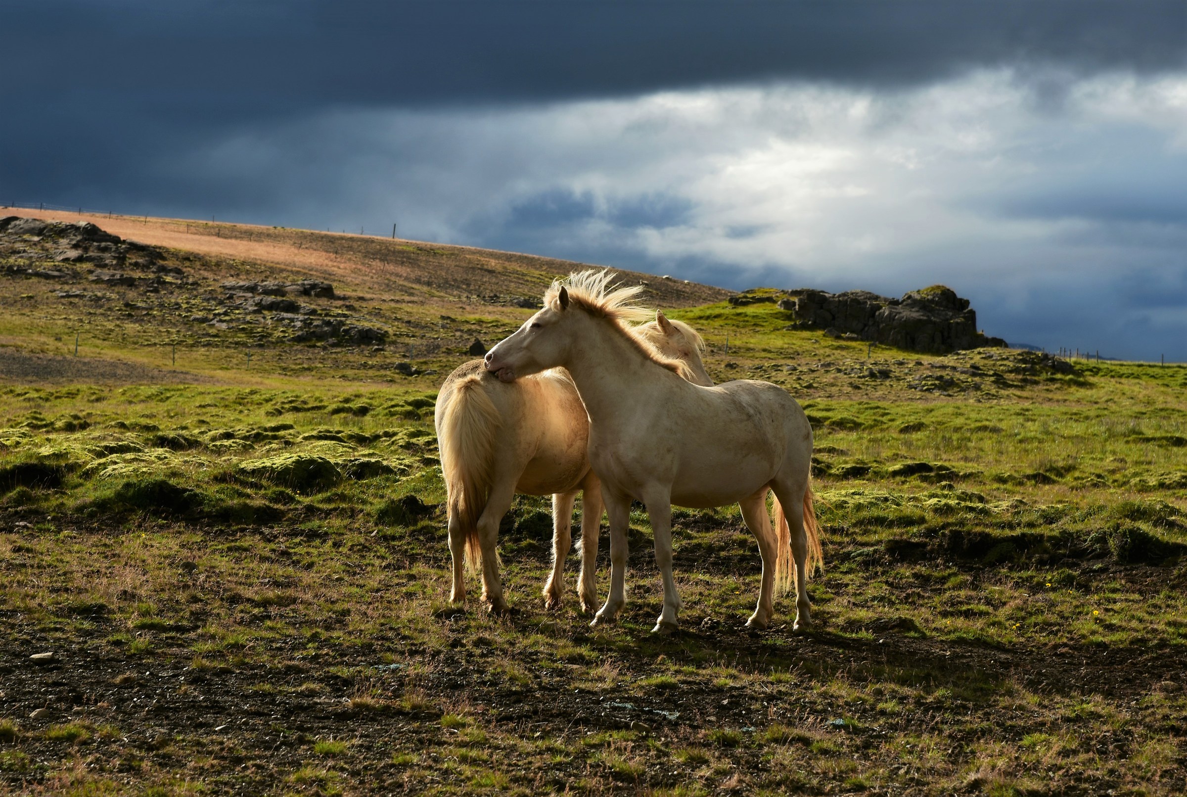 Wild icelandic horses