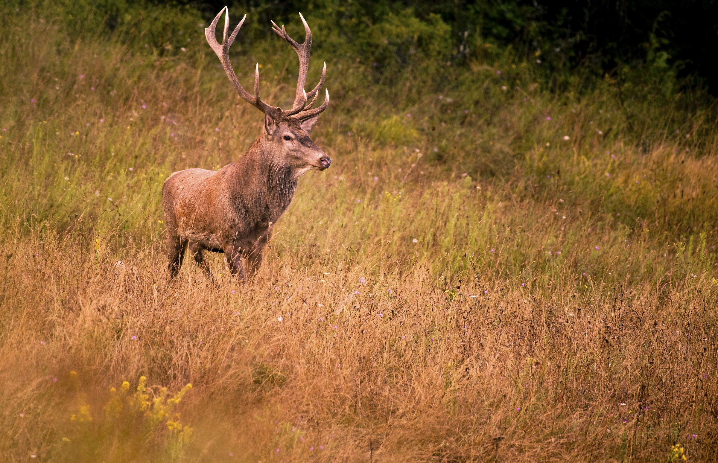 Cervus elaphus