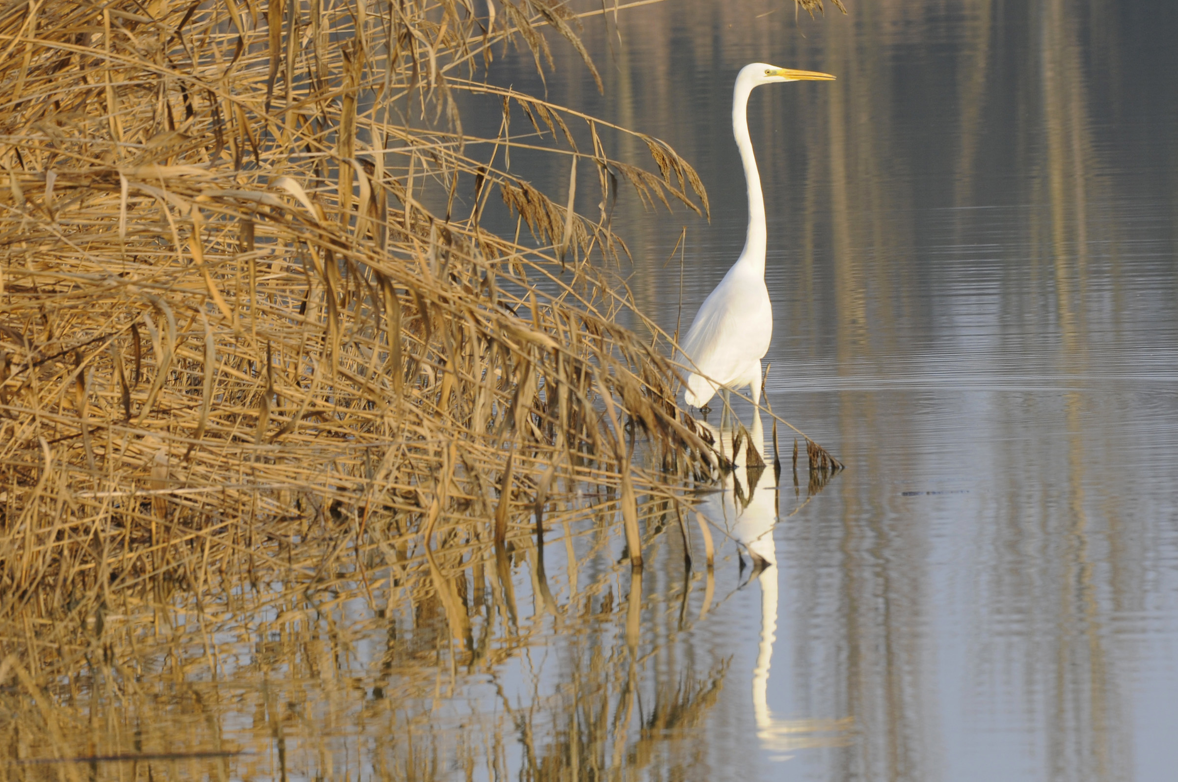 Ardea alba