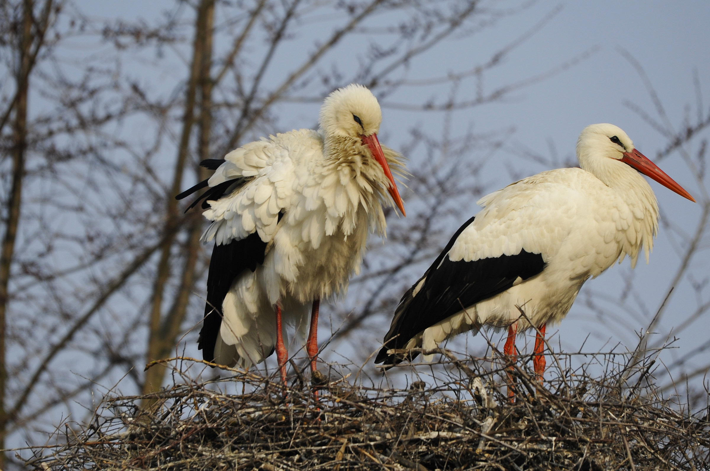 Una bella scrollata..