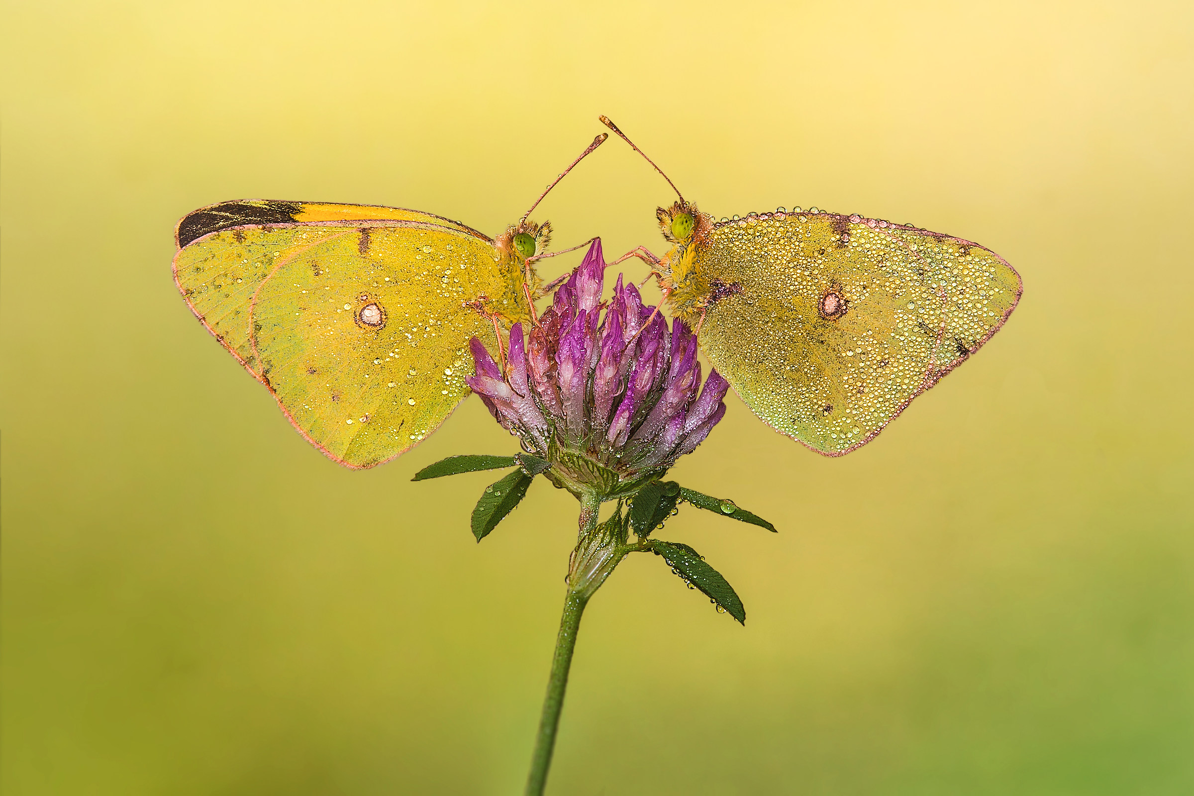 Colias Crocea - Il confronto