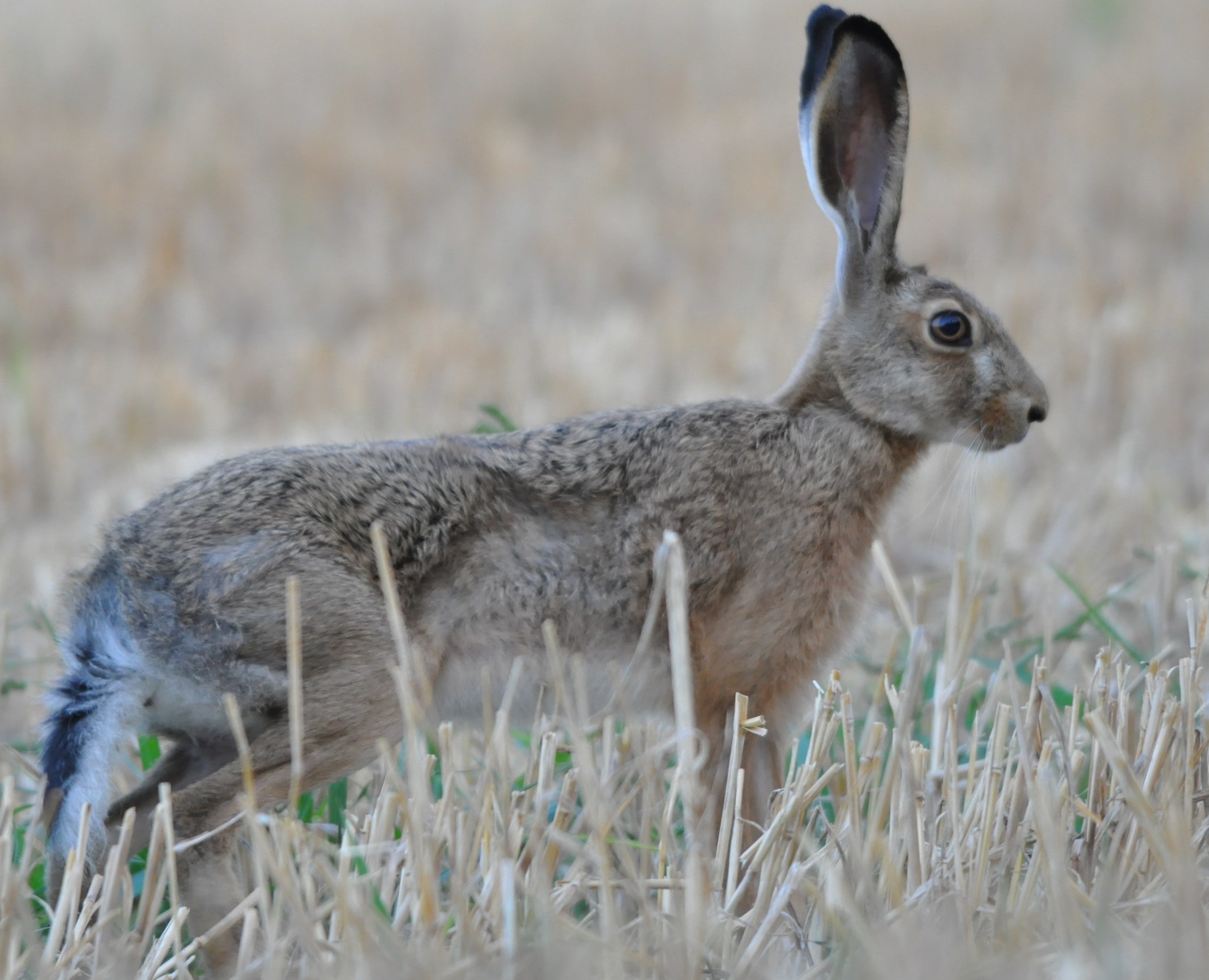 Lepus europaeus