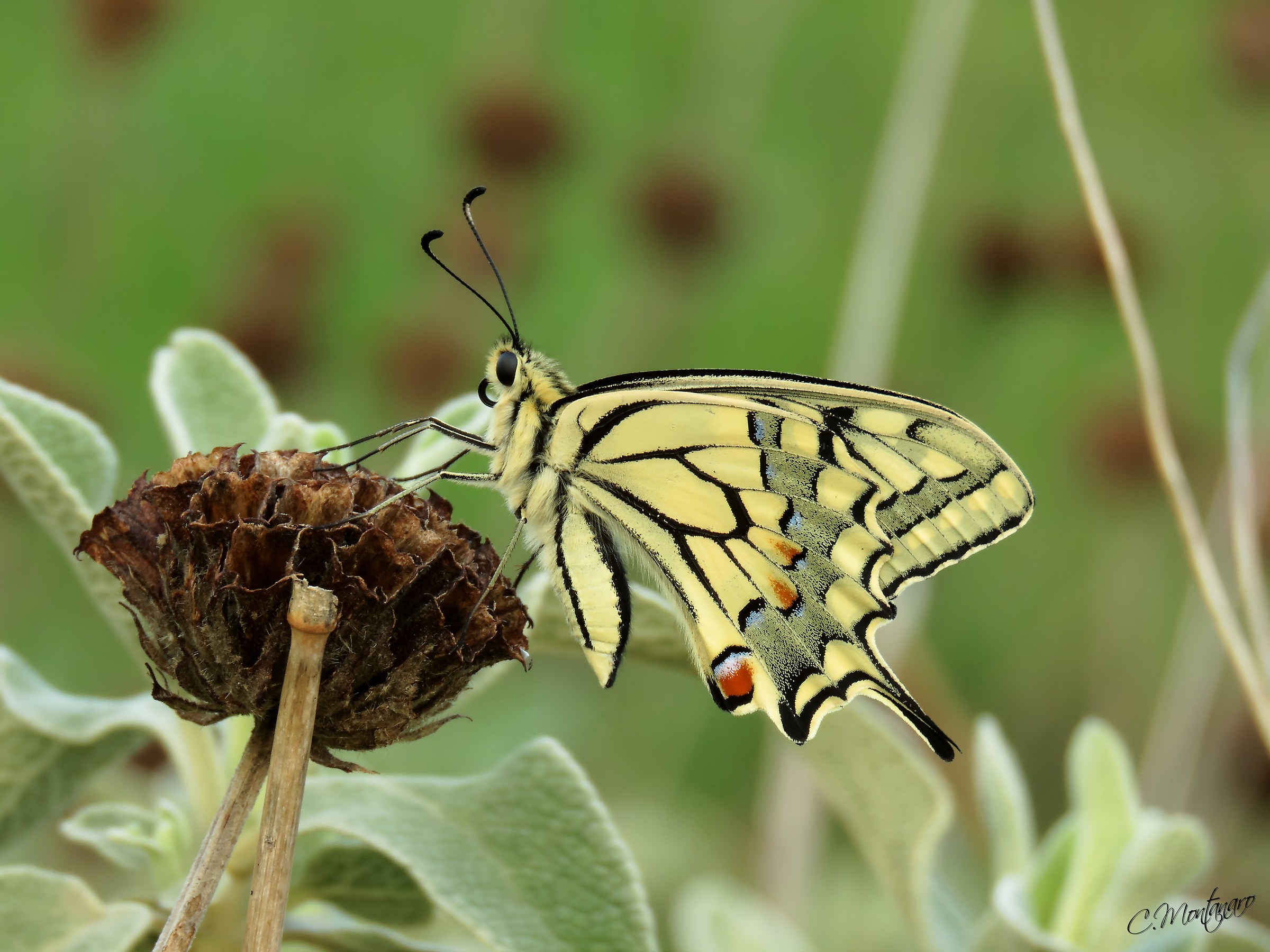 Papilio machaon