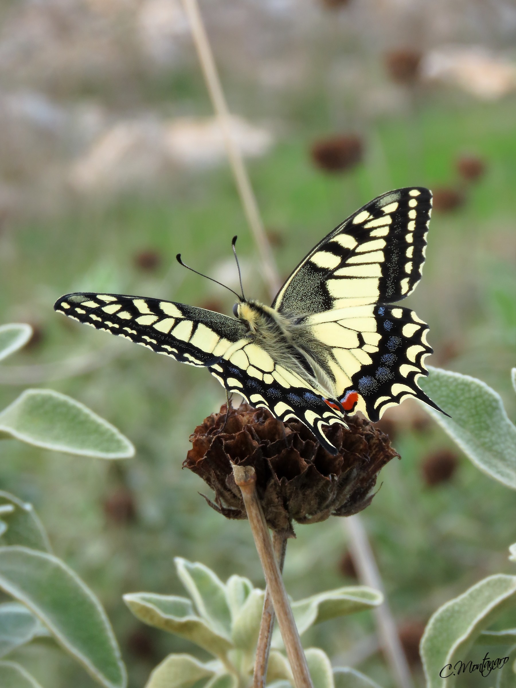 Papilio machaon