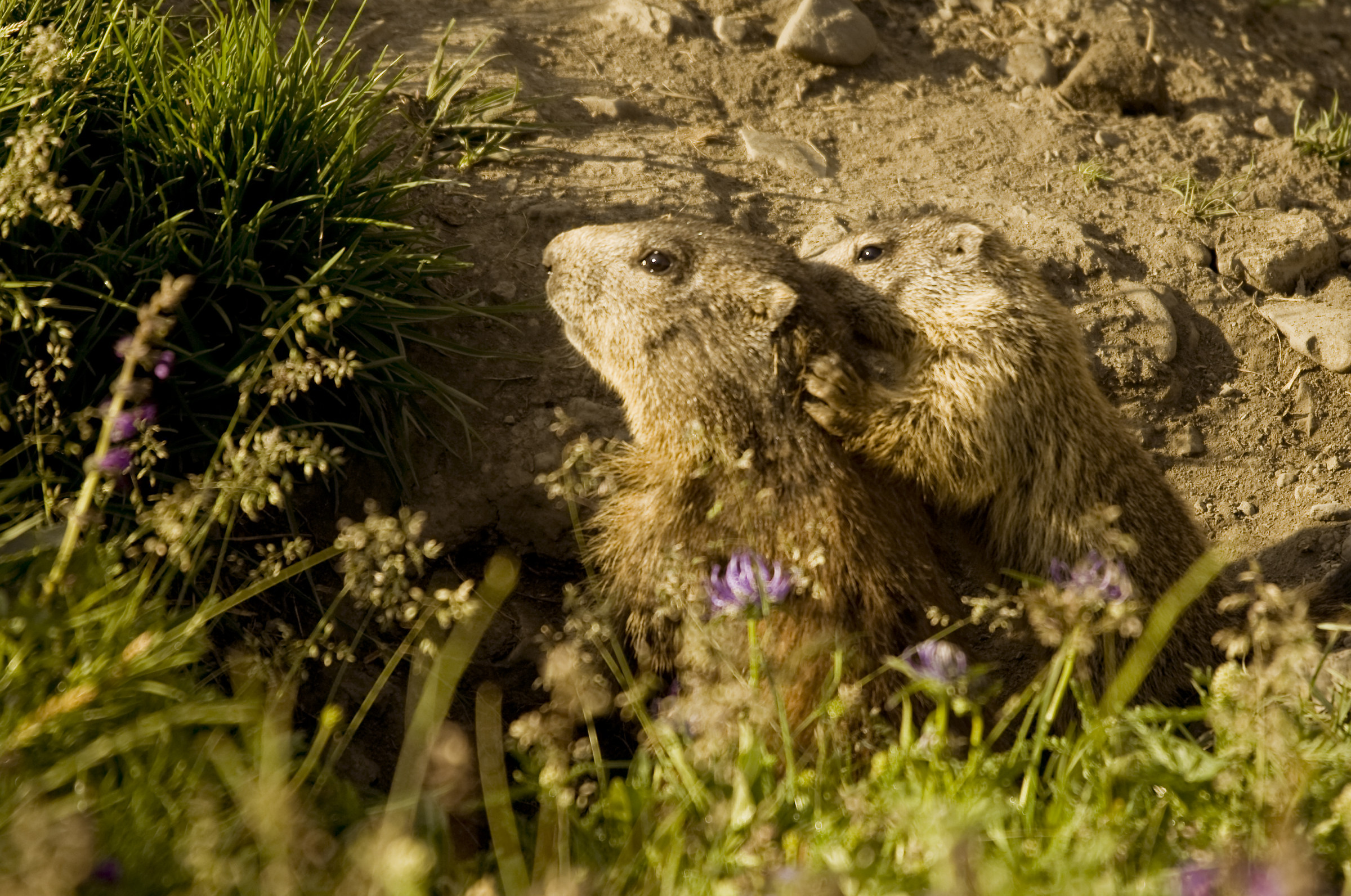La mamma è sempre la mamma