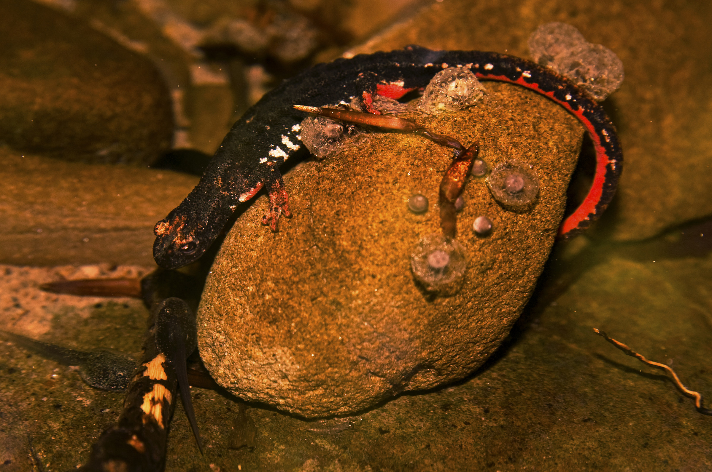 Salamandrina dagli occhiali