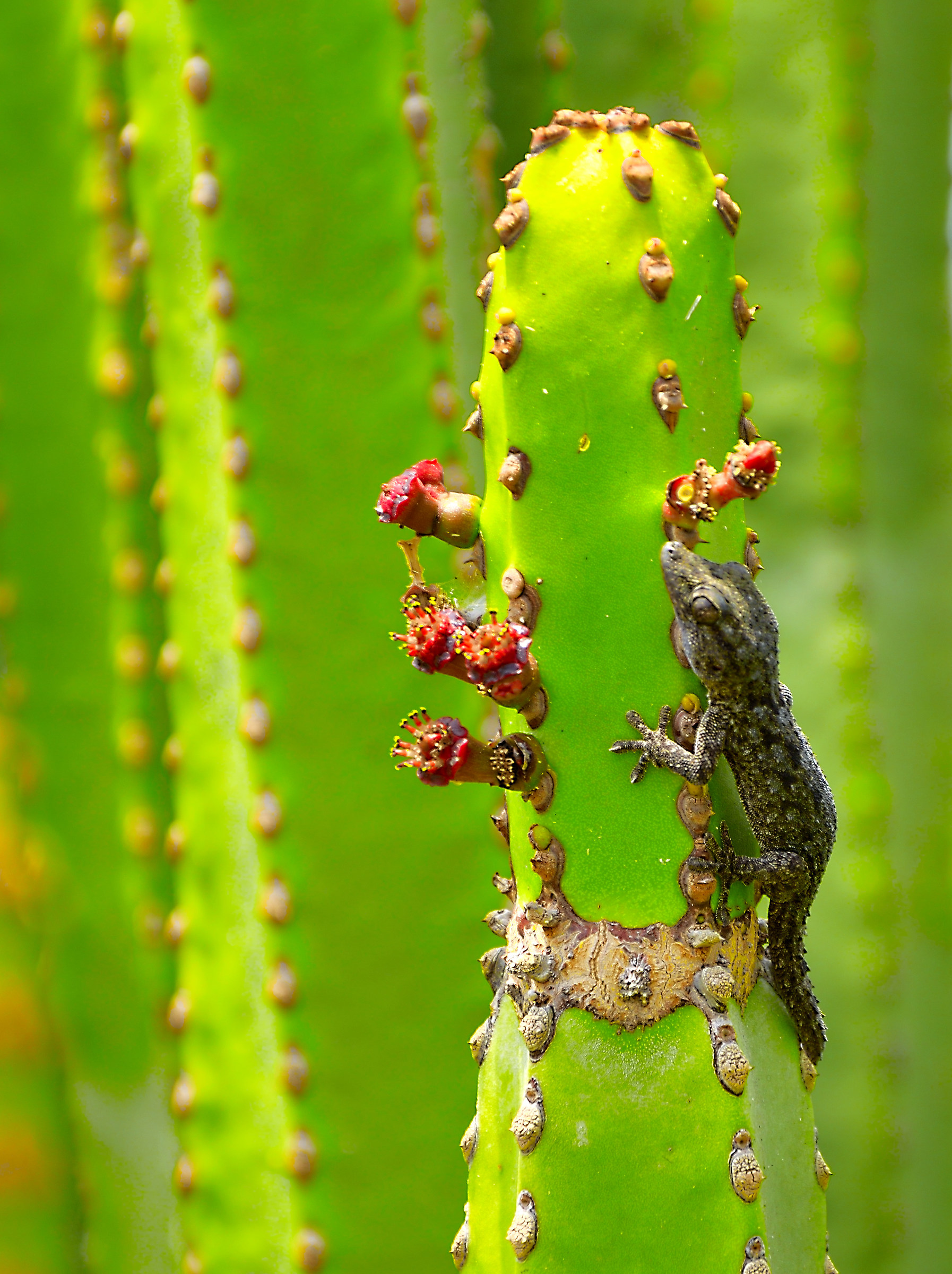 Geko in arrampicata!!