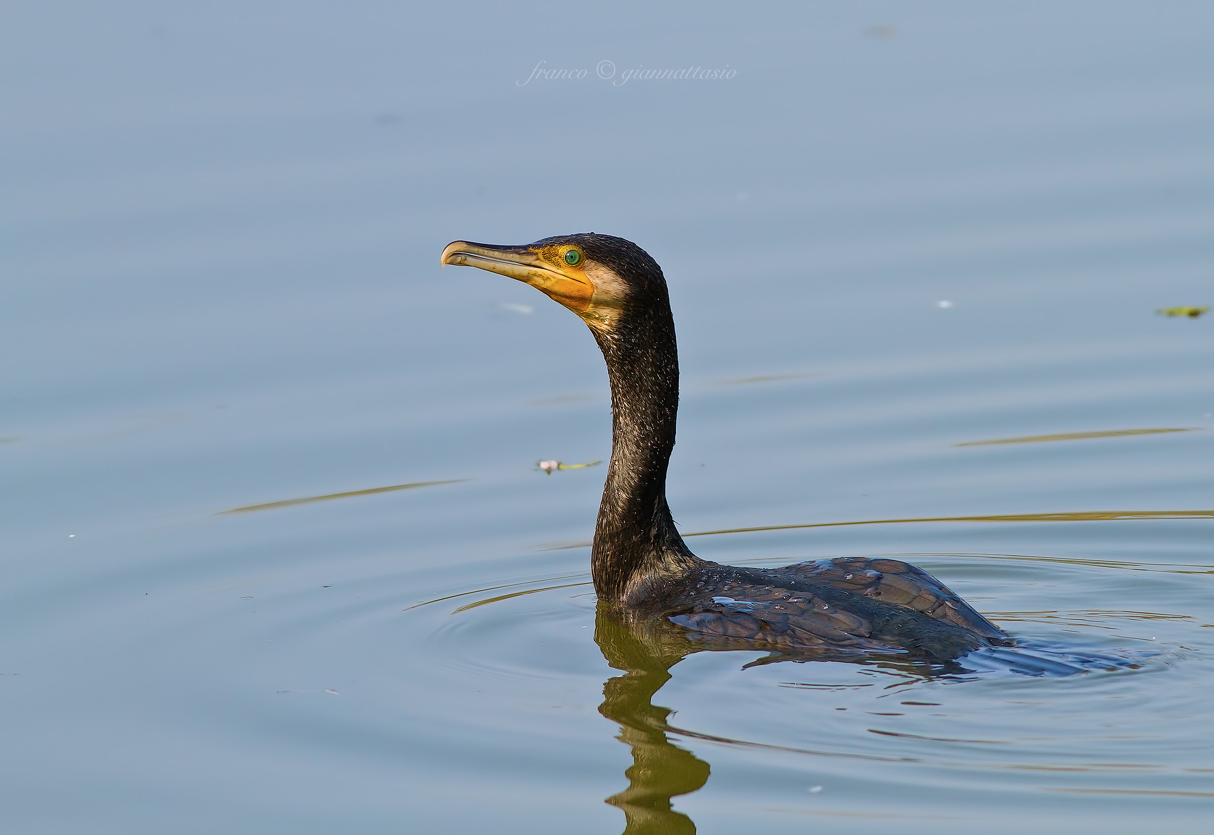 Cormorano.