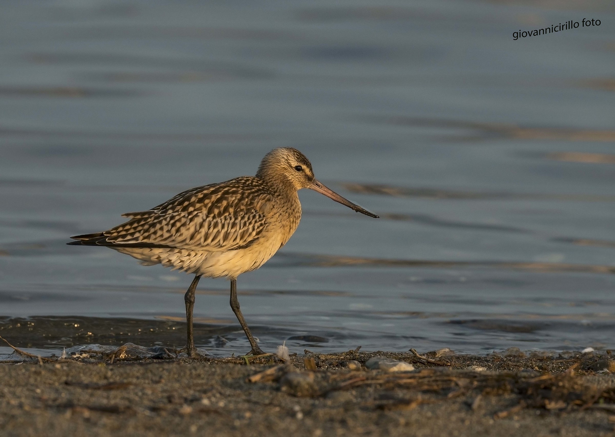 Bar-tailed Godwit
