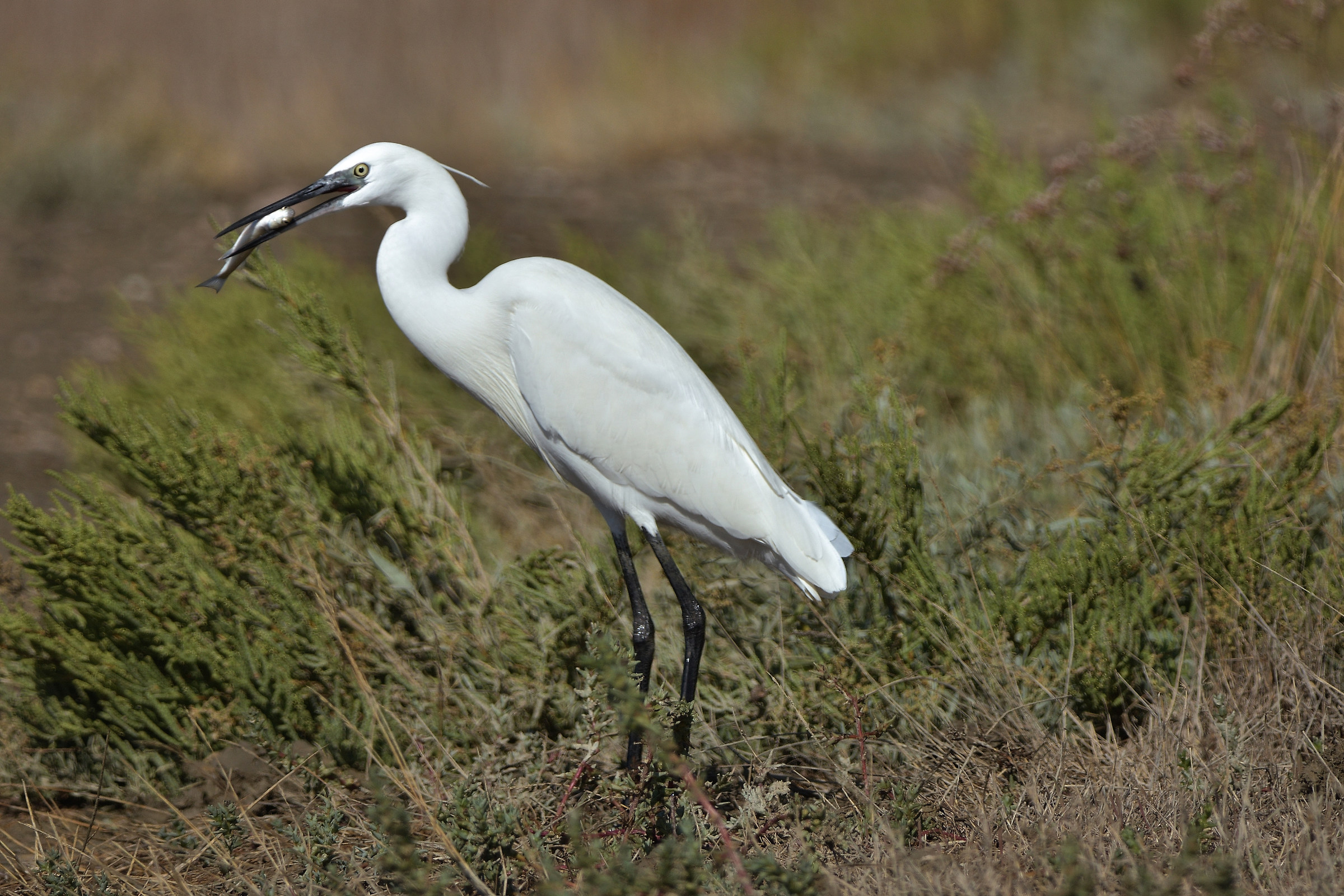 Egret with prey
