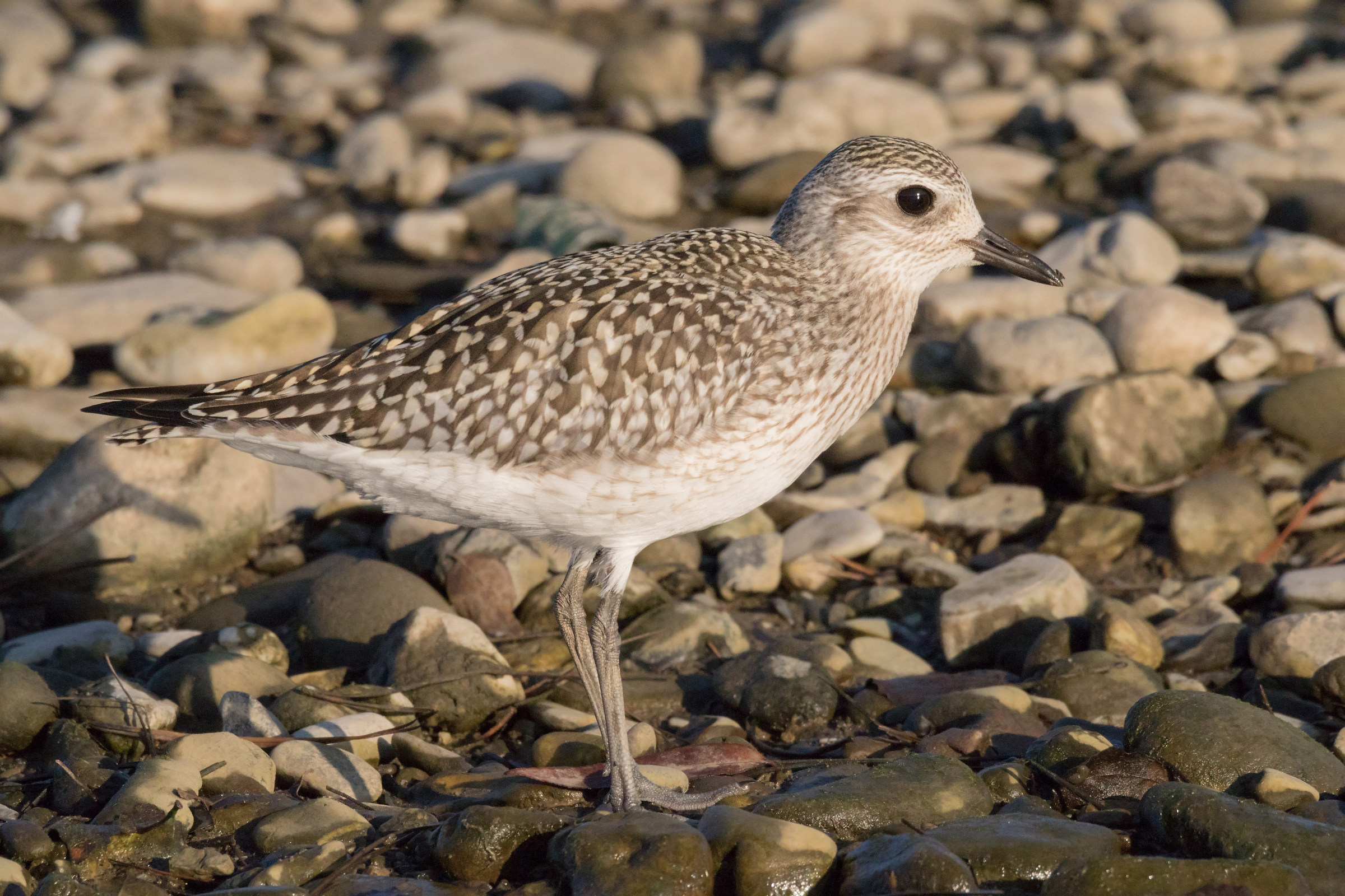 gray plover