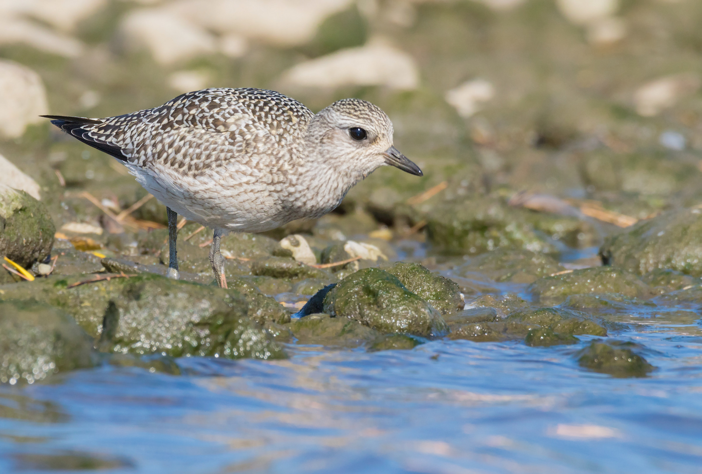 gray plover