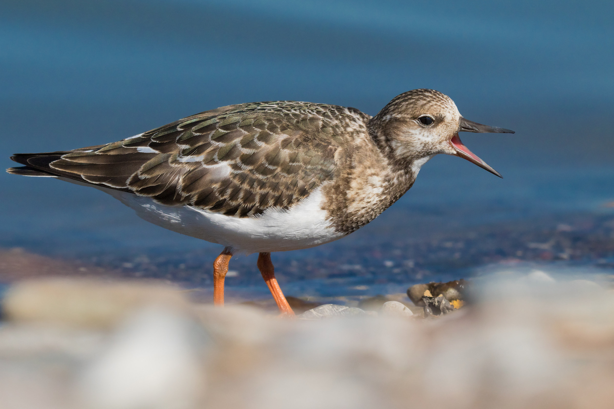 Turnstone