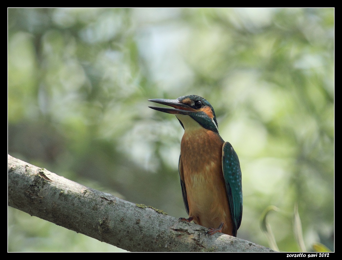 il mio primissimo martino
