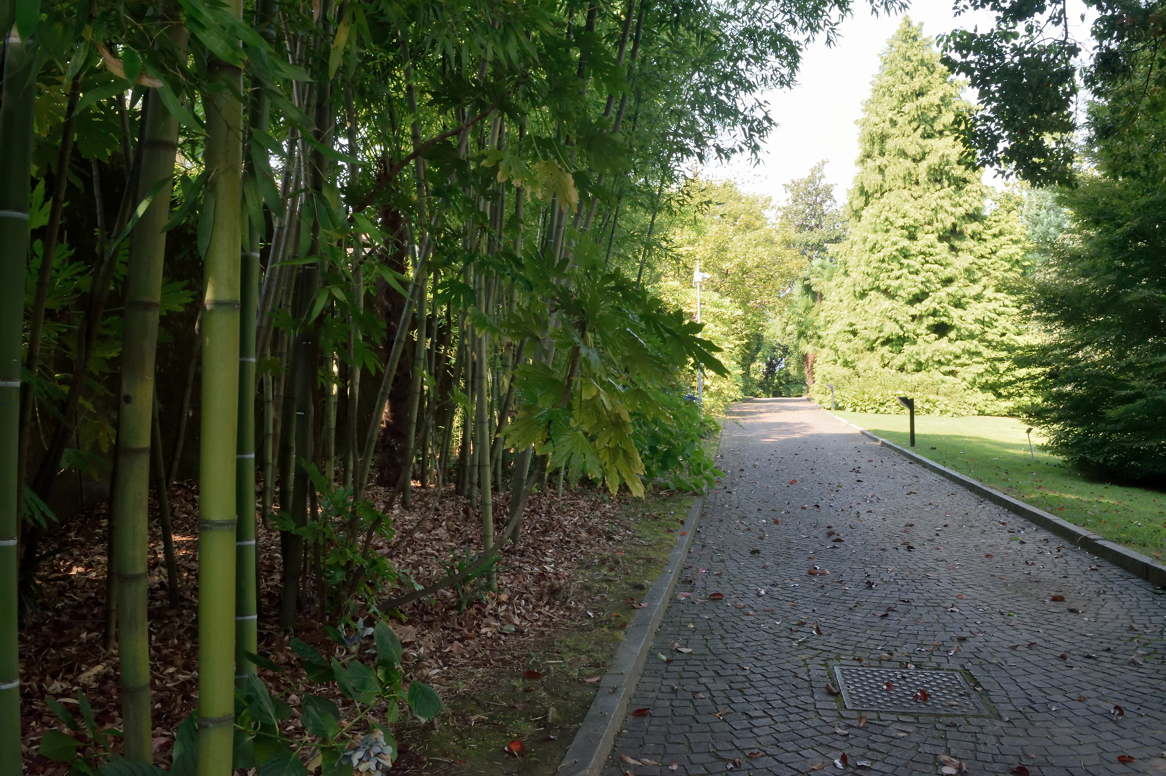 The avenue of bamboo