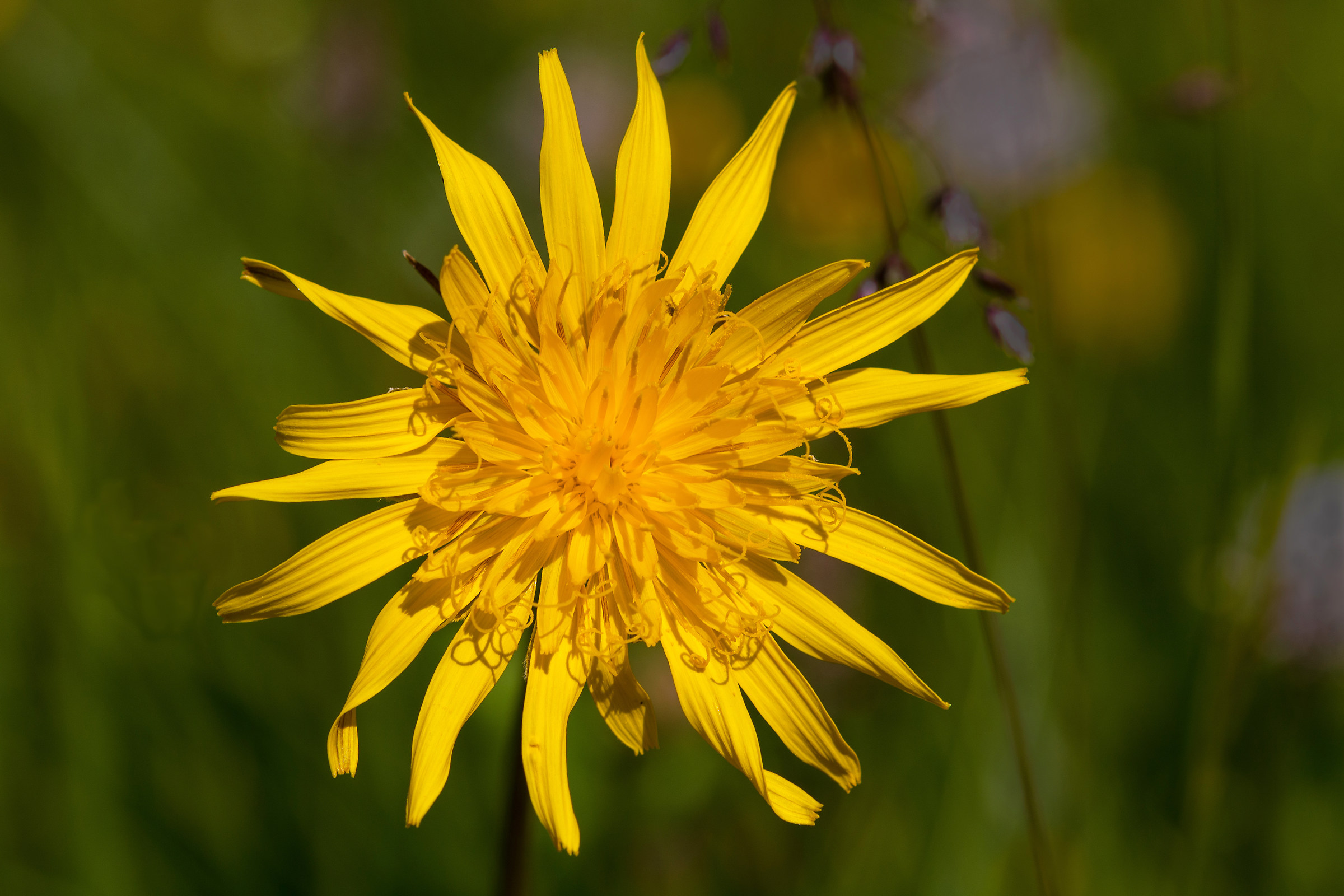 Crepis conyzifolia.