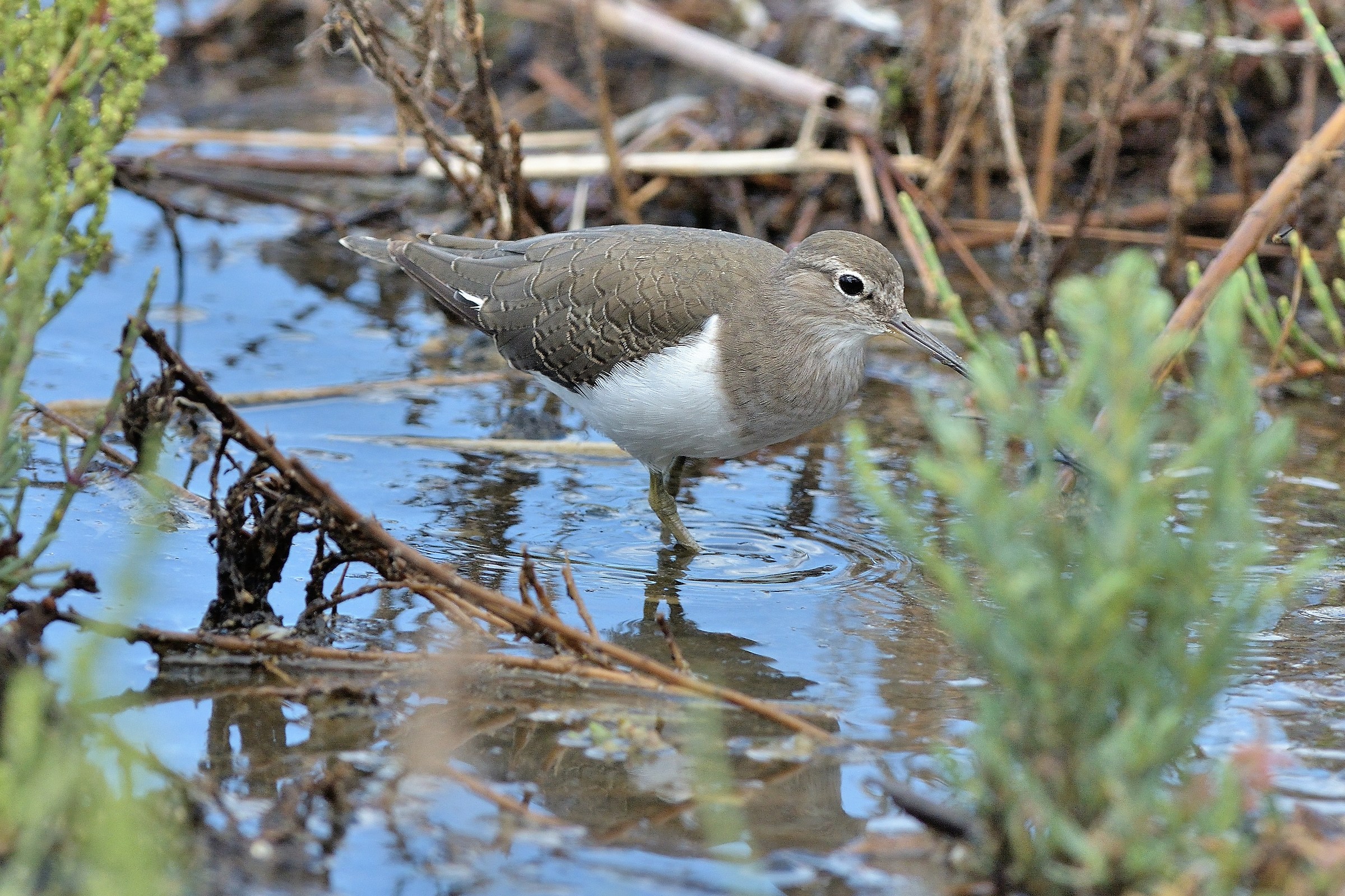 Piropiro piccolo (Actitis hypoleucos)