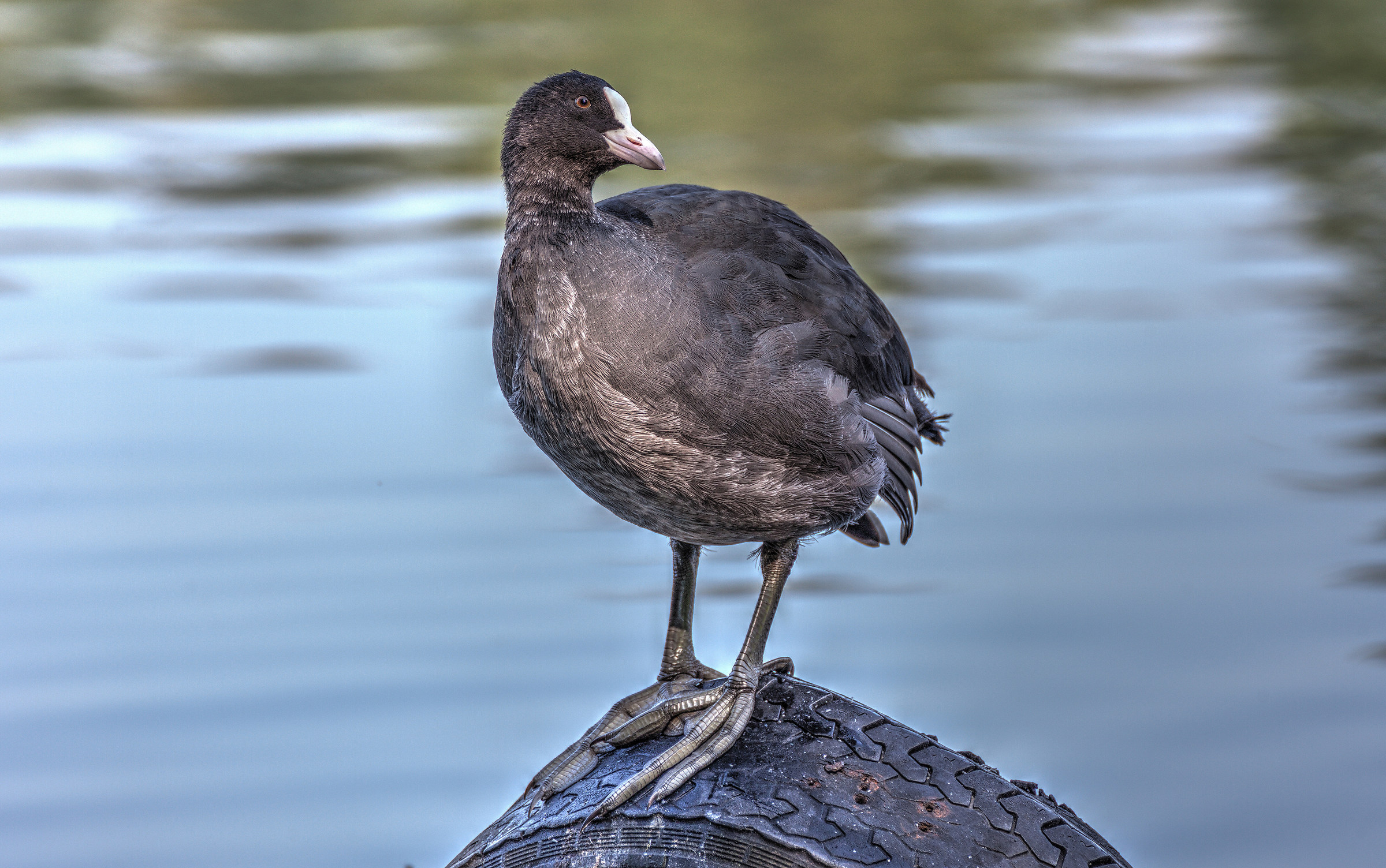 Zampotte of Coot