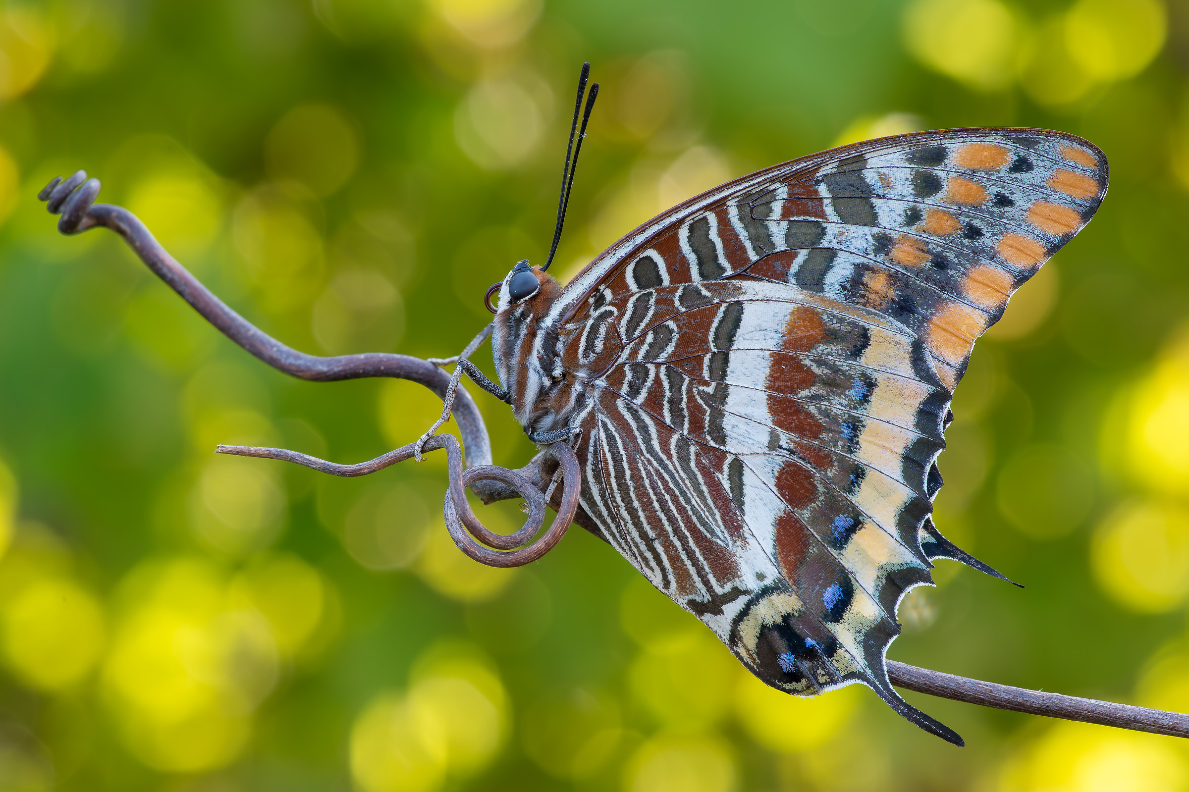 charaxes jasius
