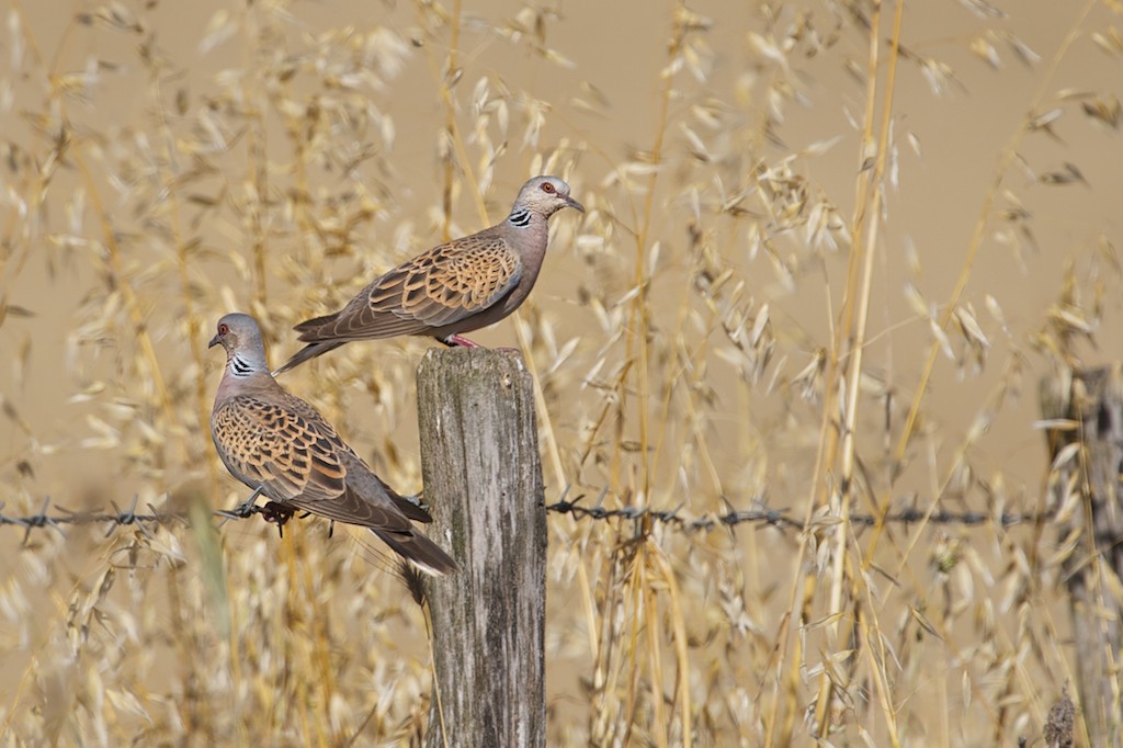meetings in the countryside backyard