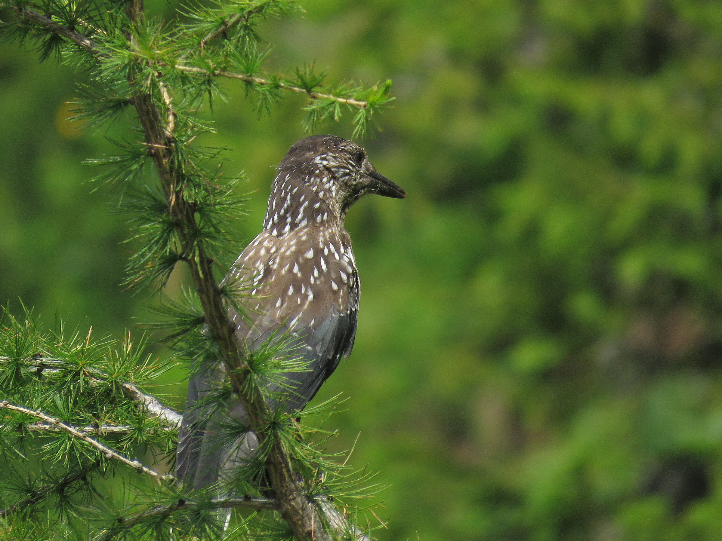 nutcracker in Val Gardena