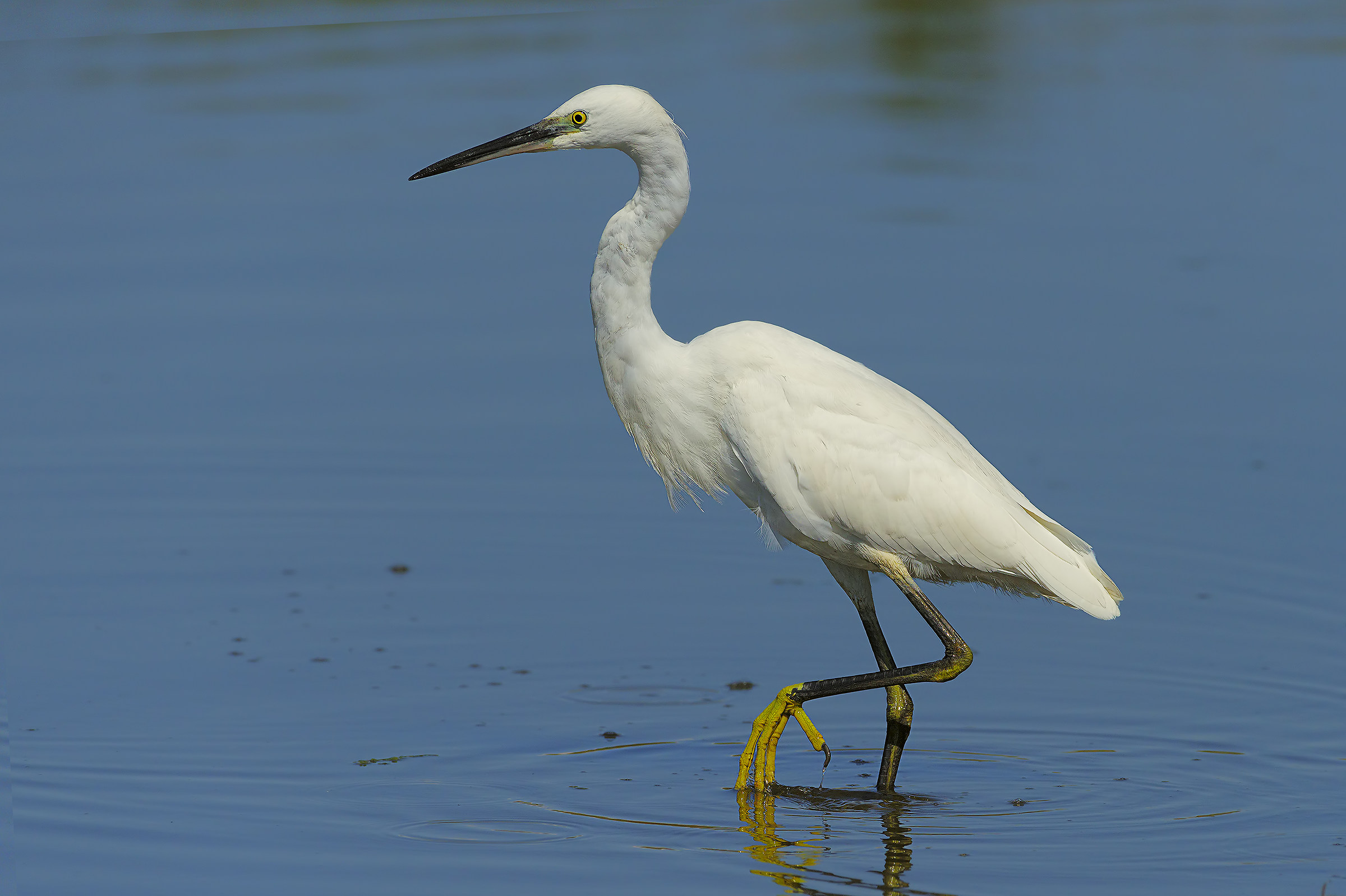 egret hunting