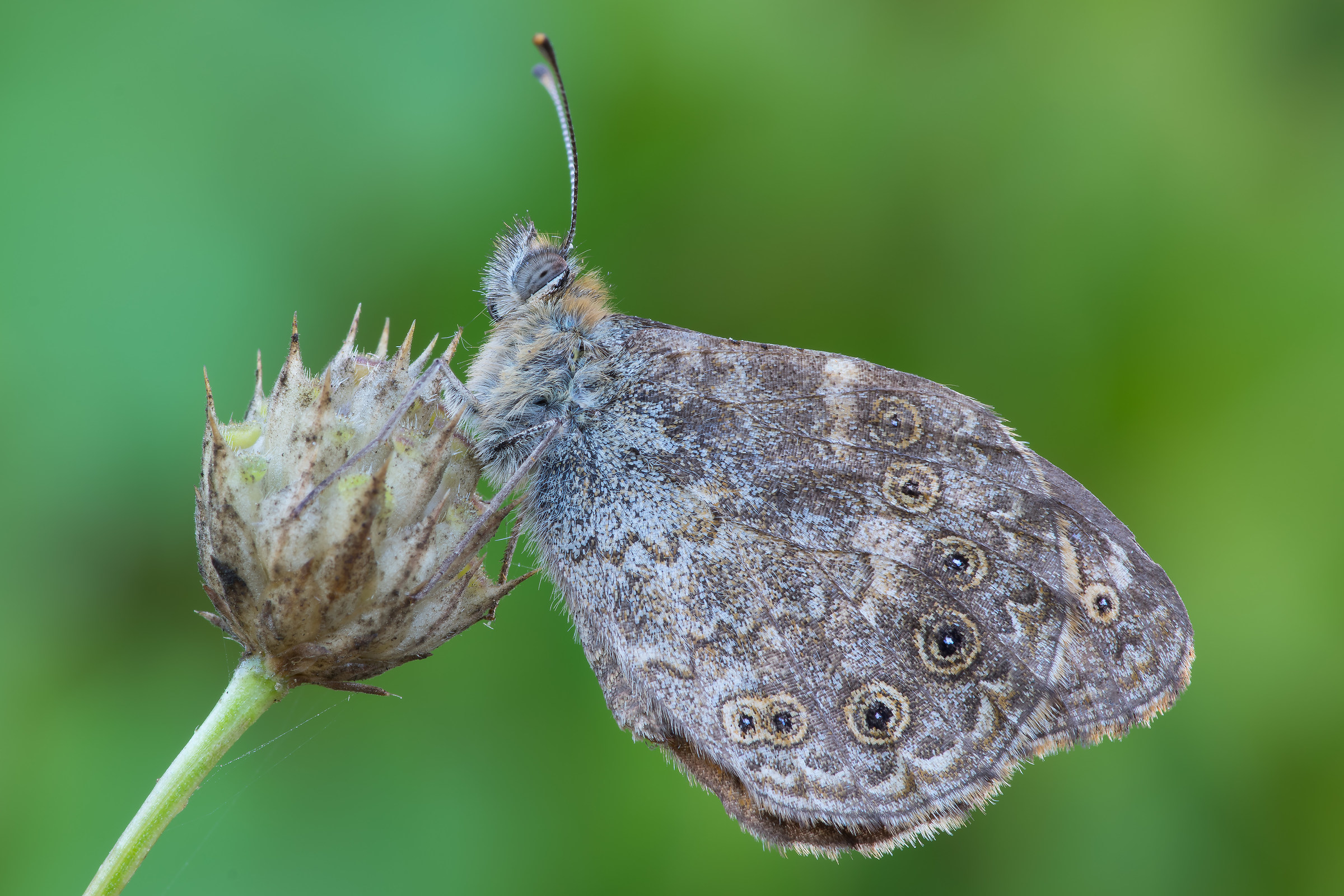 Lasiommata megera - Pixel shift