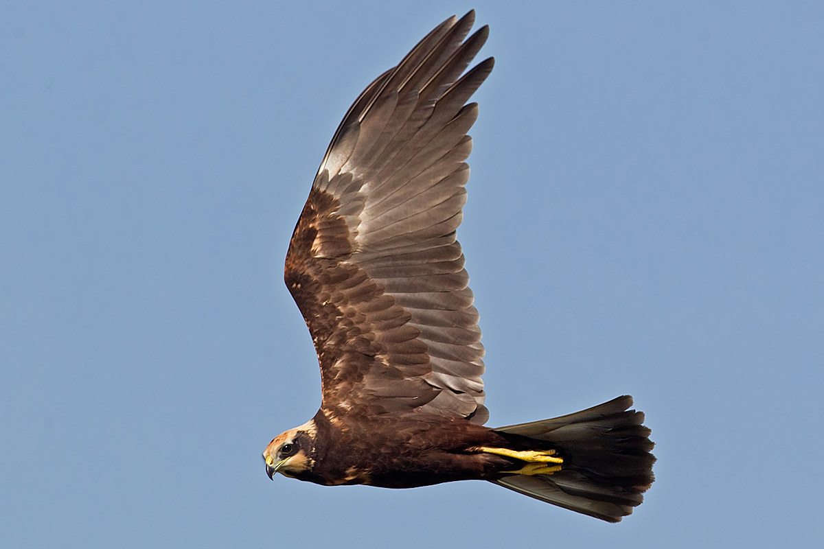 marsh harrier