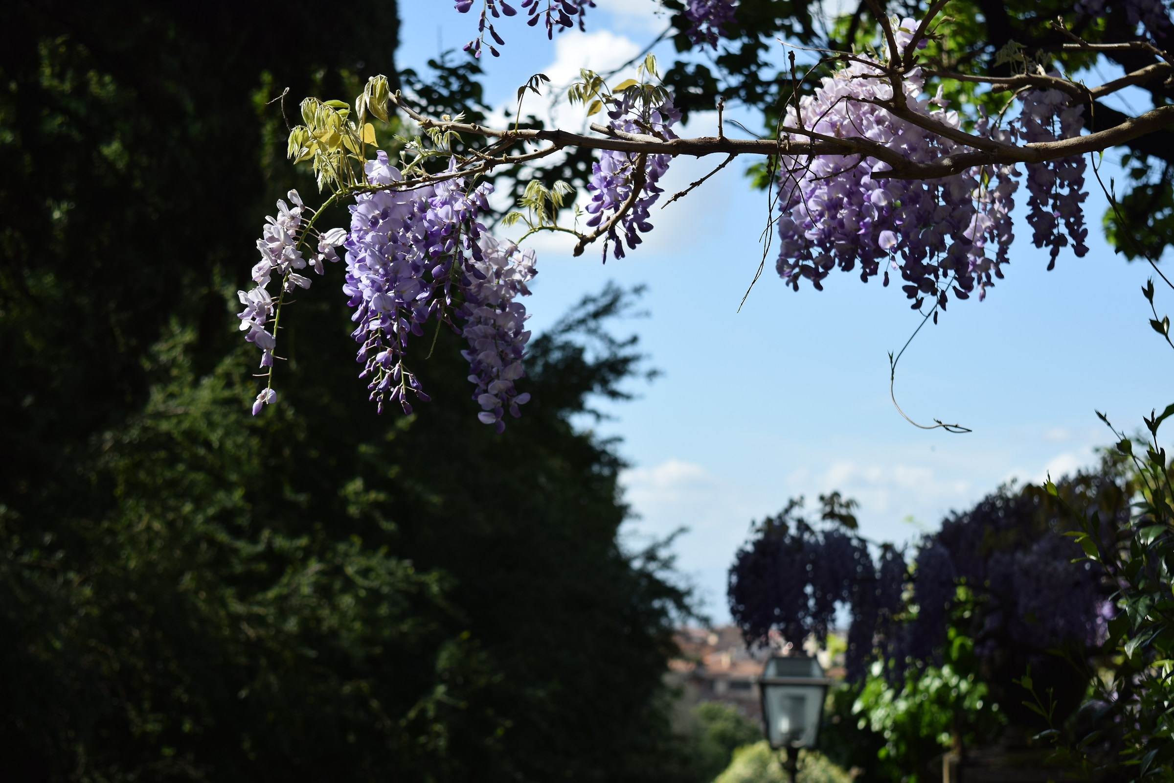 floral species - Florence