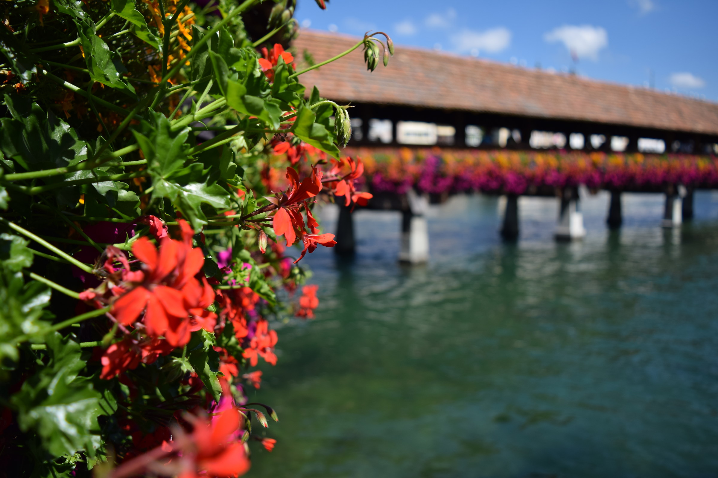 Flowers - Lake Lucerne