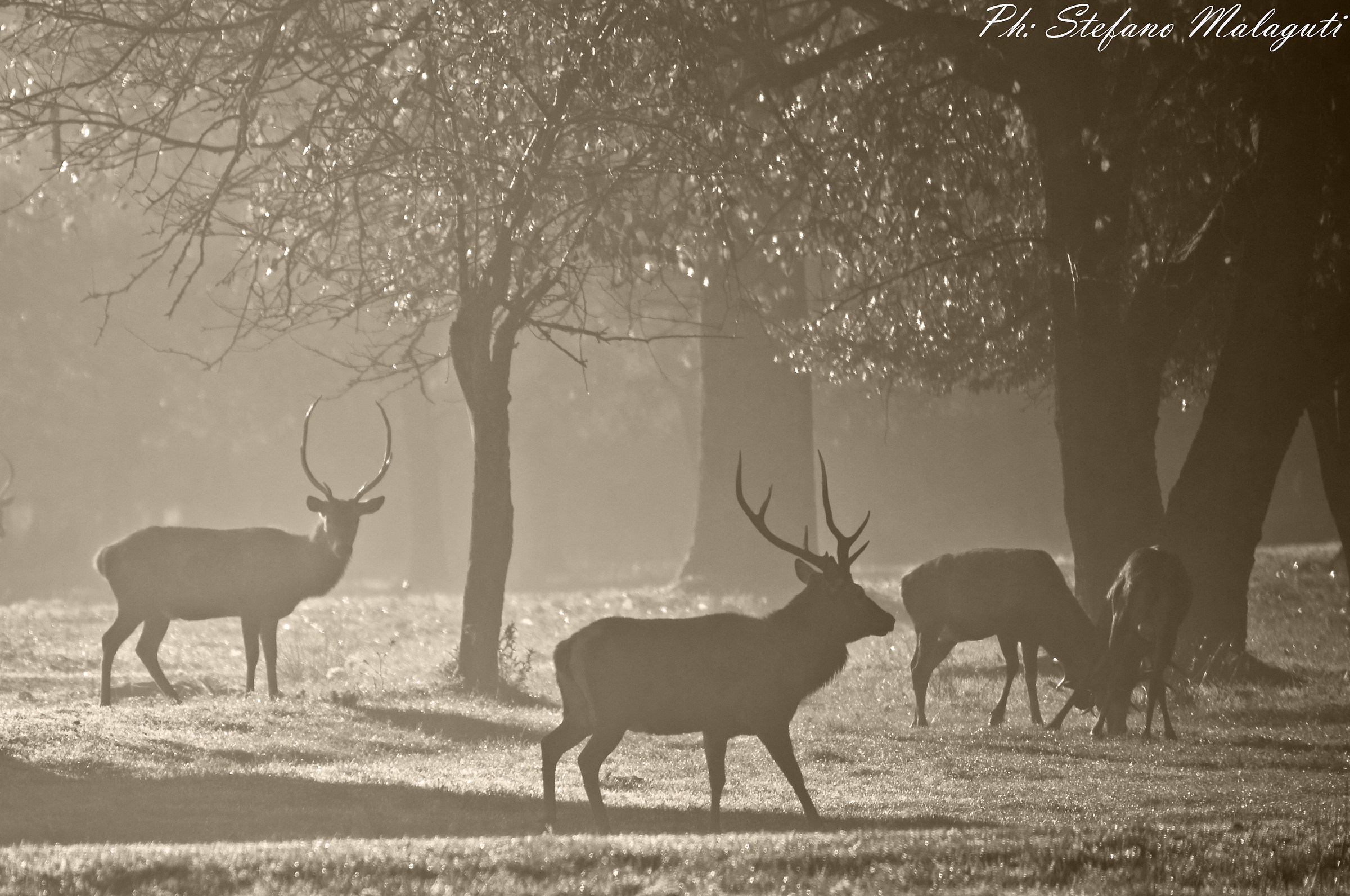 Cervi all' alba