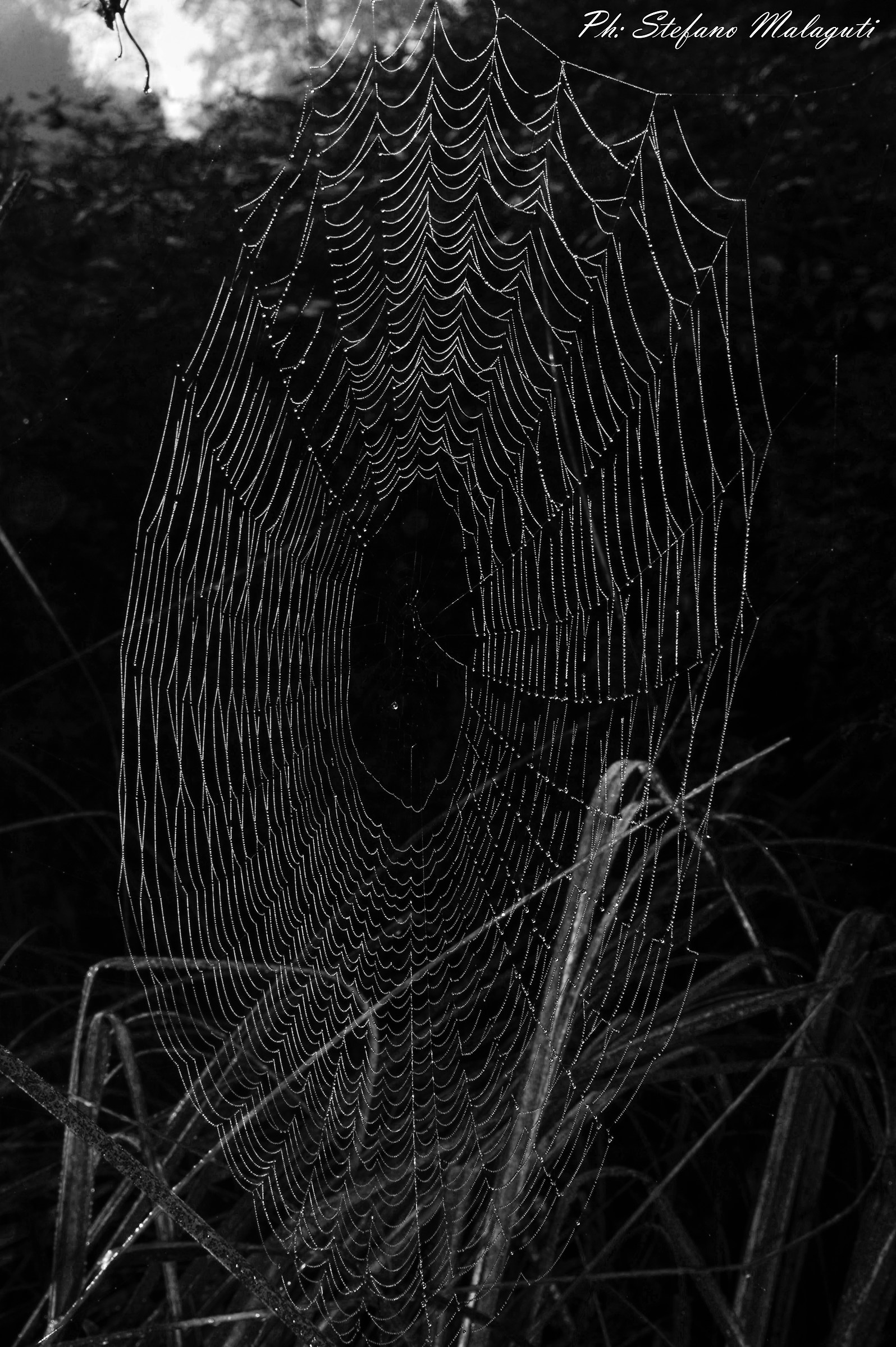 La ragnatela