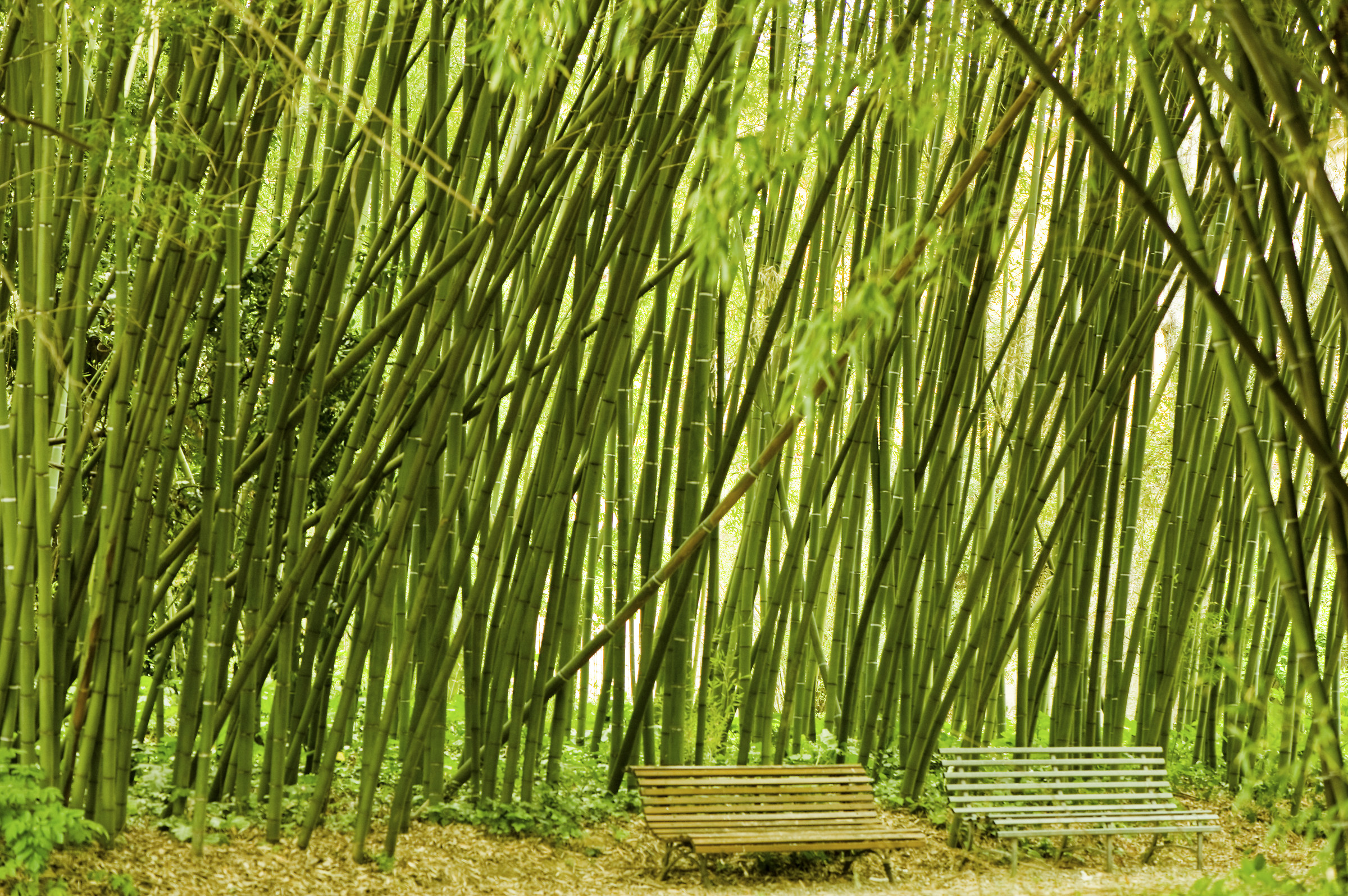 Orto botanico si Pisa