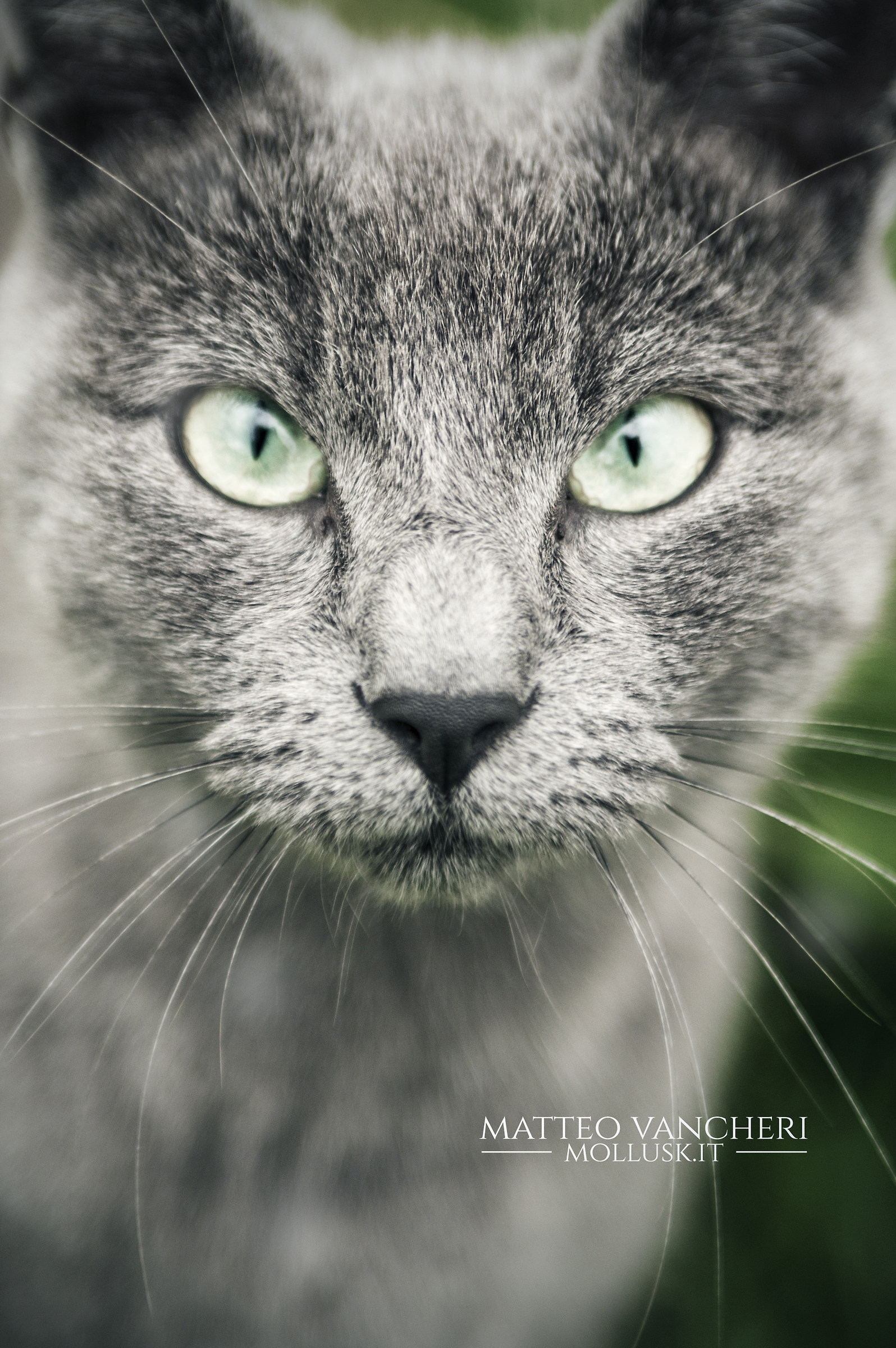 Il gatto grigio di Maria