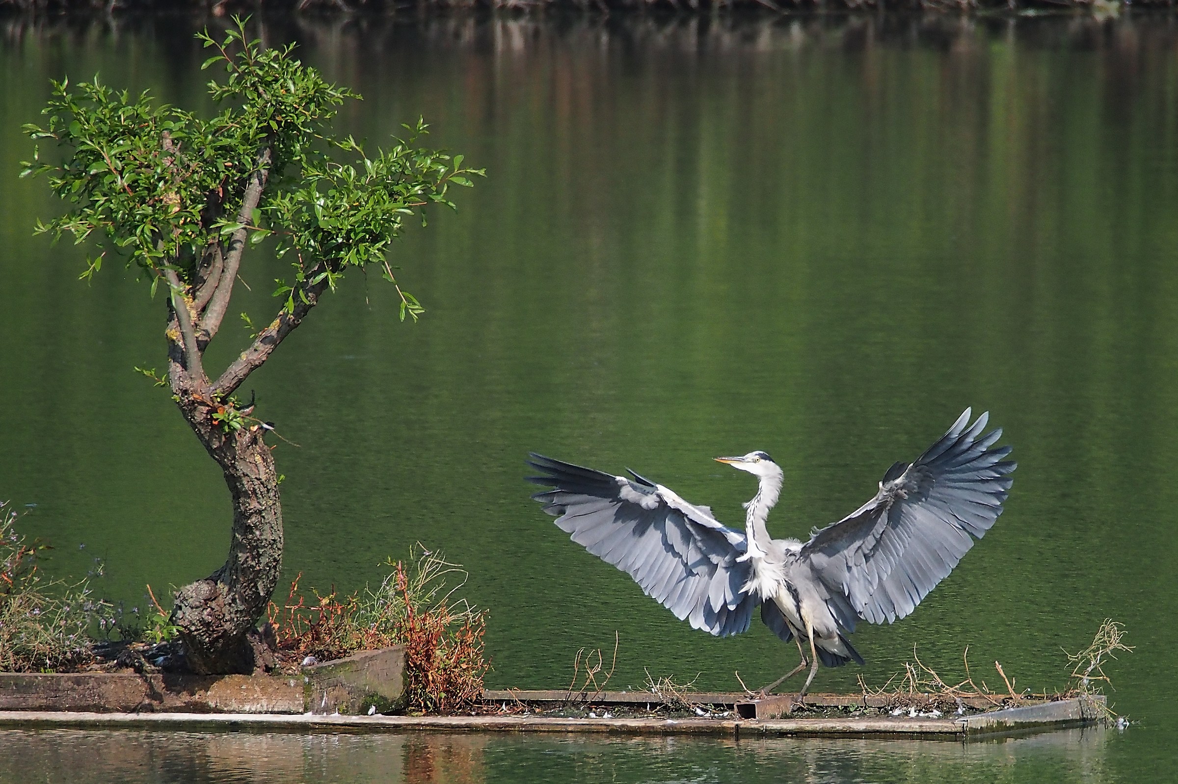 L'isola del Cenerino