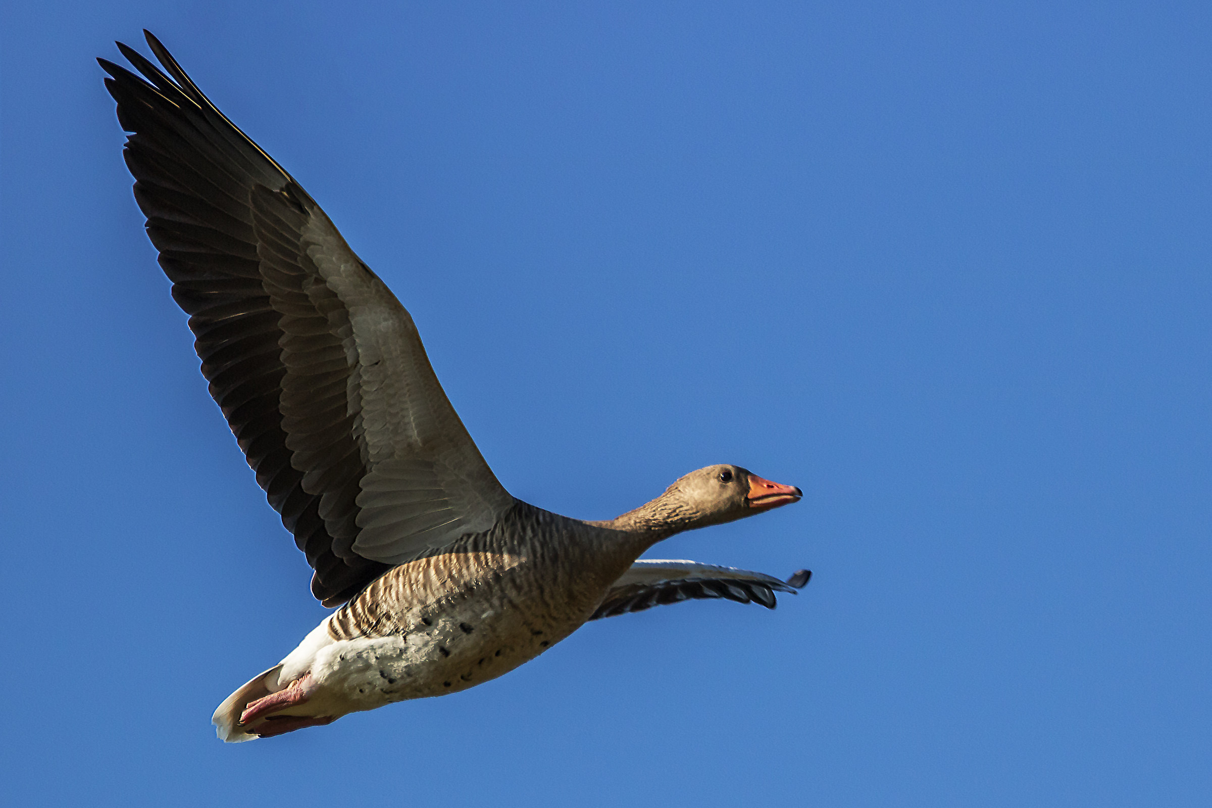 Oca greylag (Anser anser) in volo