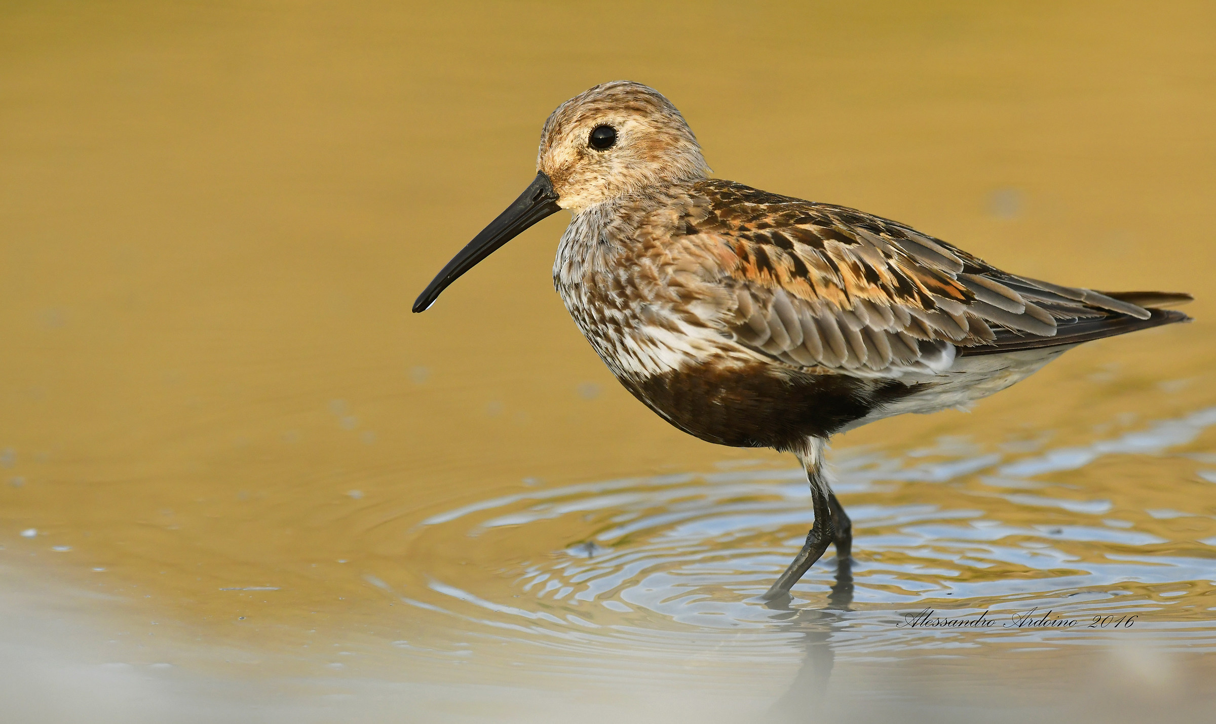 Piovanello Pancianera