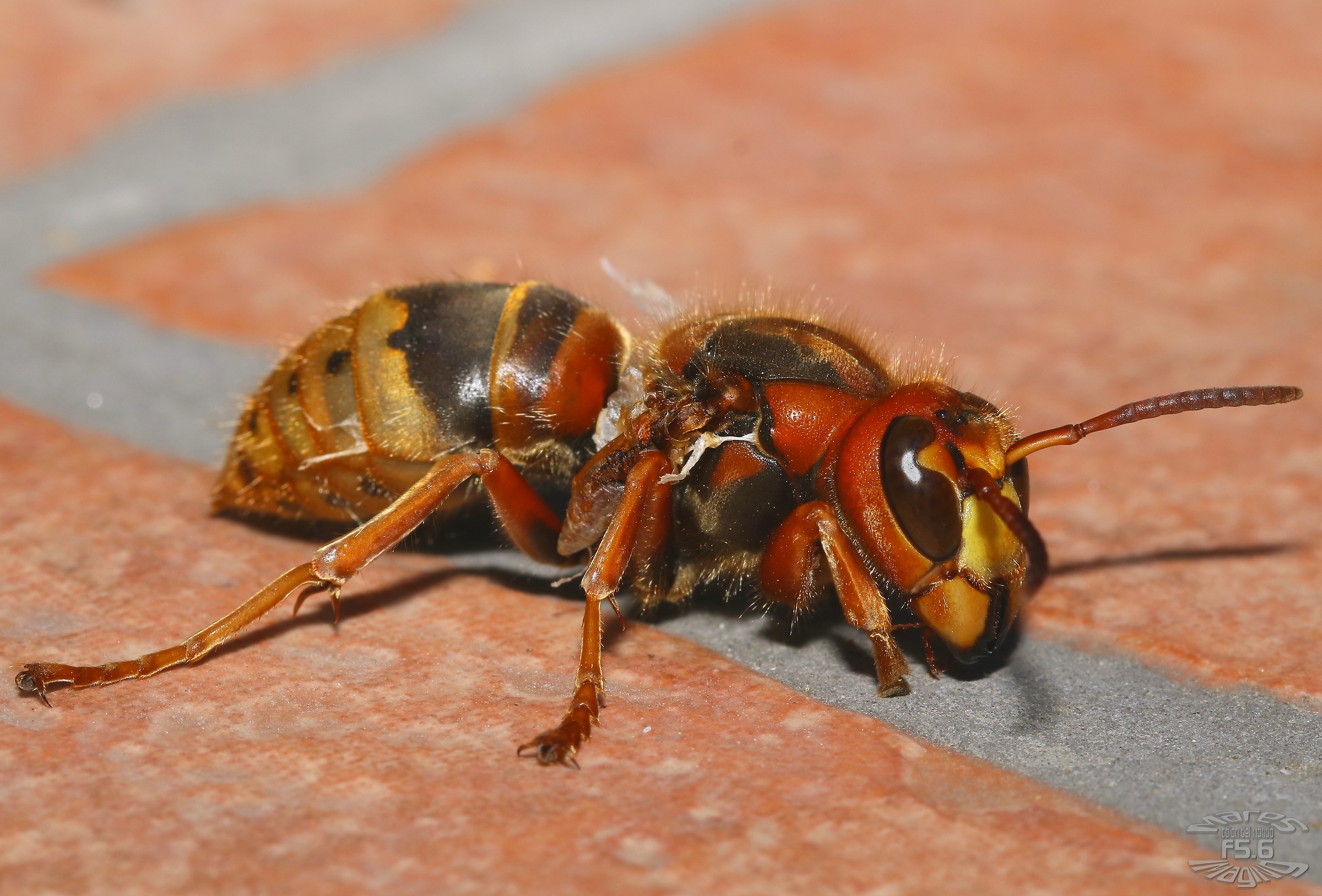 Calabrone a terra... Calabrone ferito.....