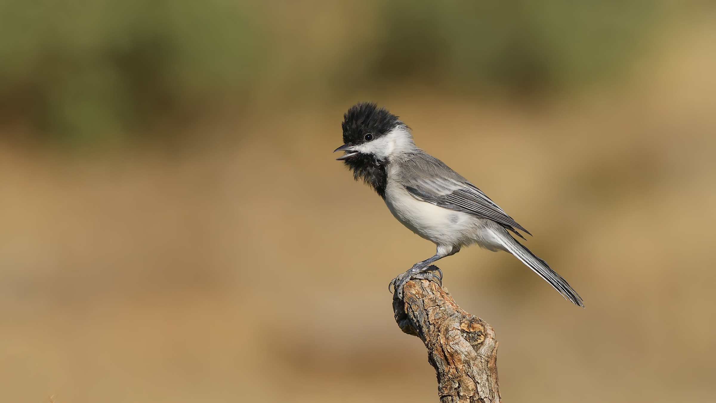 Sombre Tit / Poecile lugubris