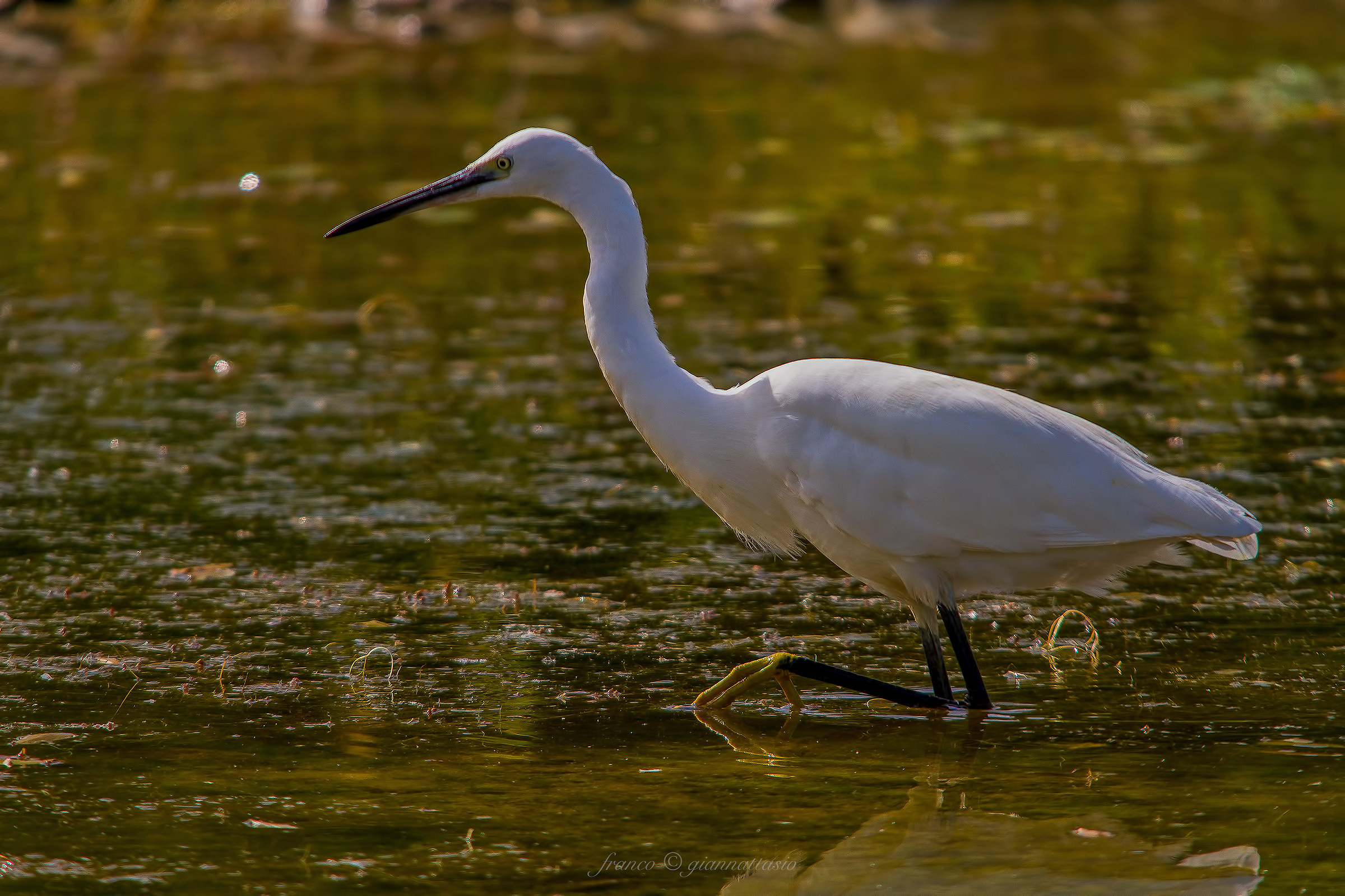 Egret in the light of bream Cronovilla.