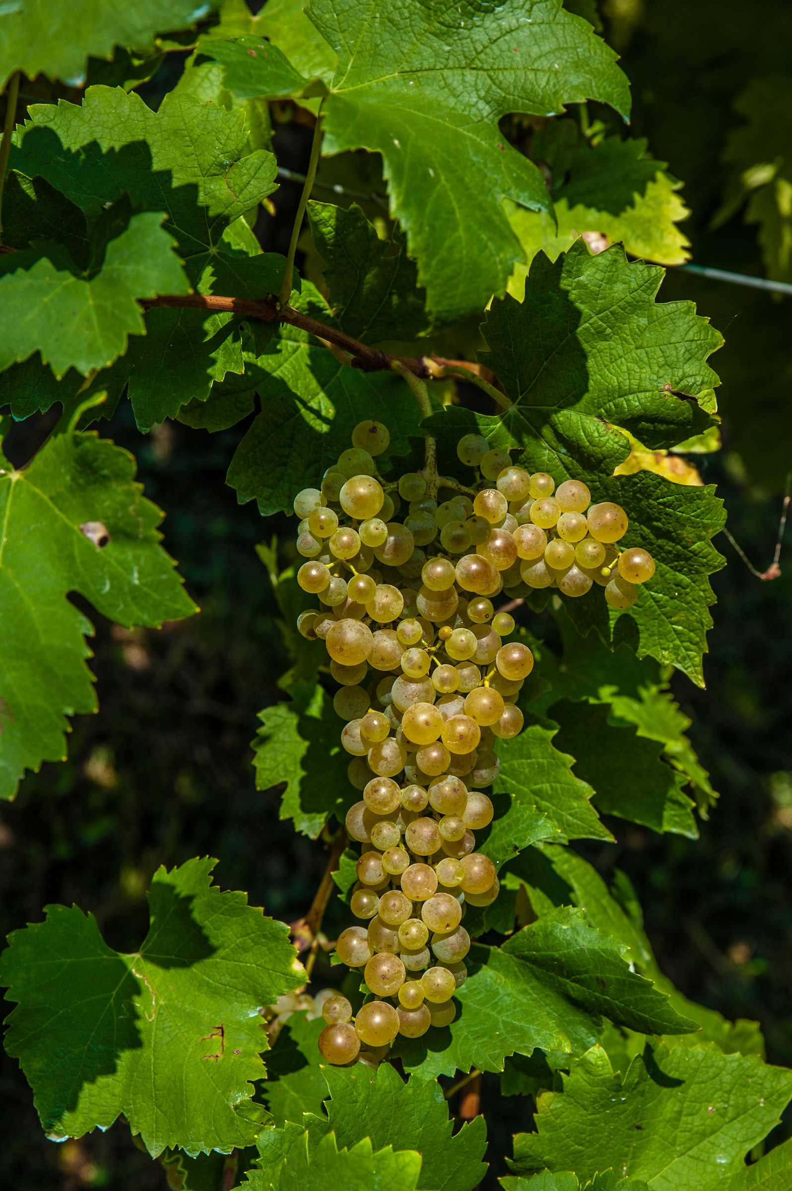 Prosecco DOCG 2016 harvest