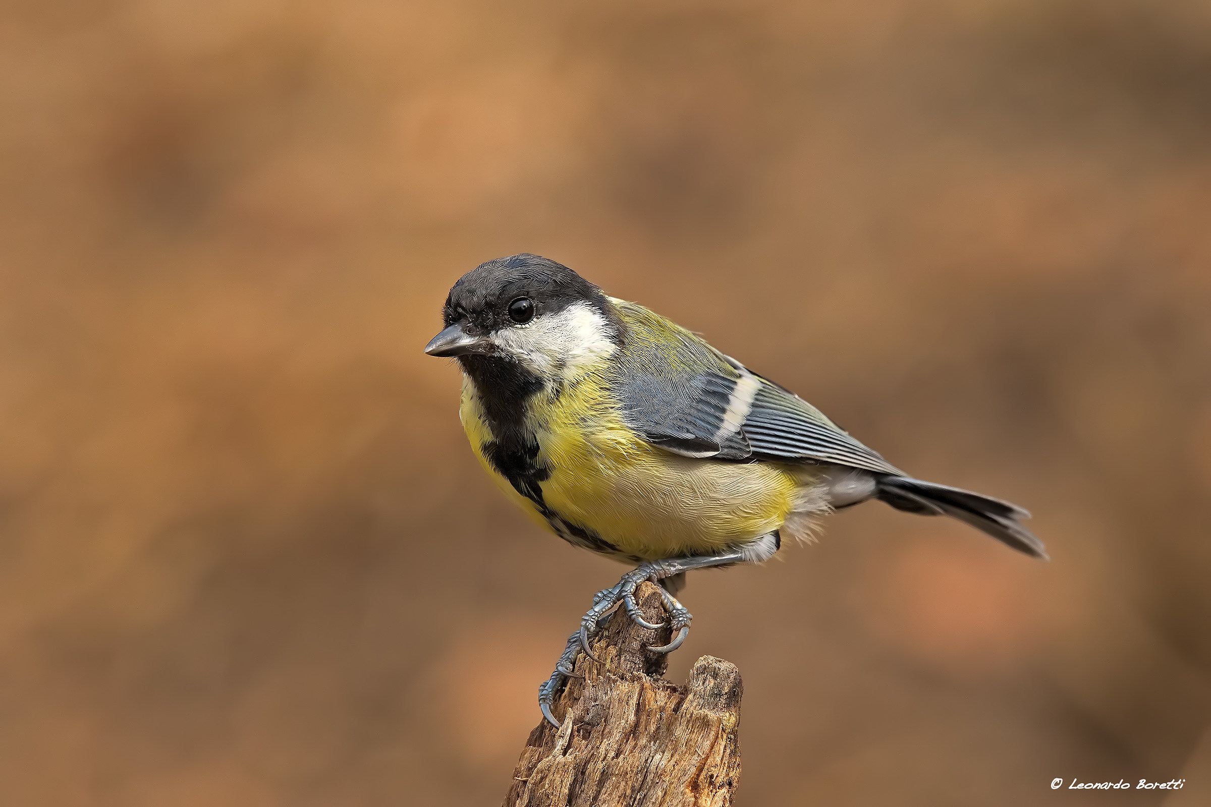 Great Tit