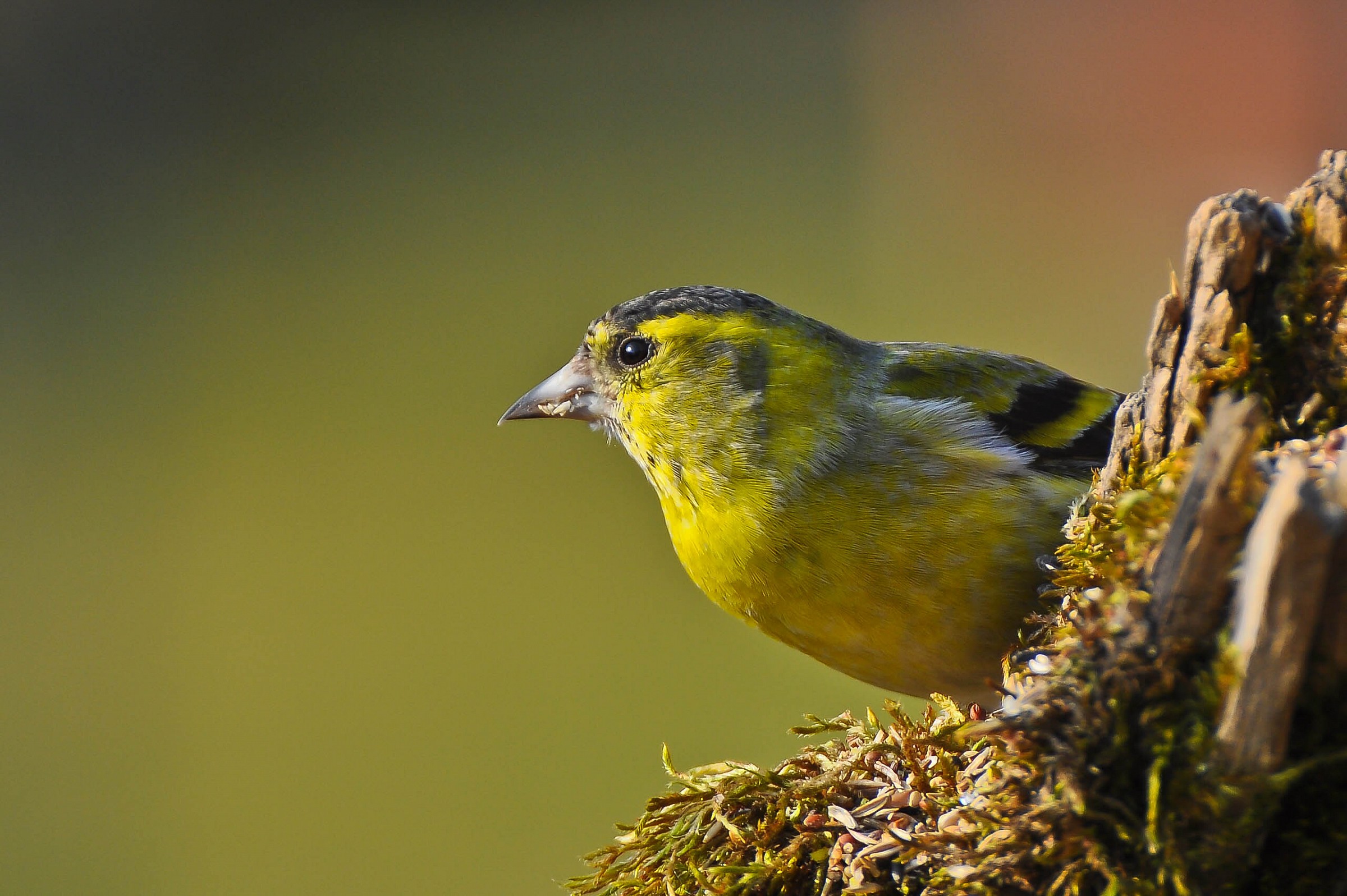 carduelis spinus