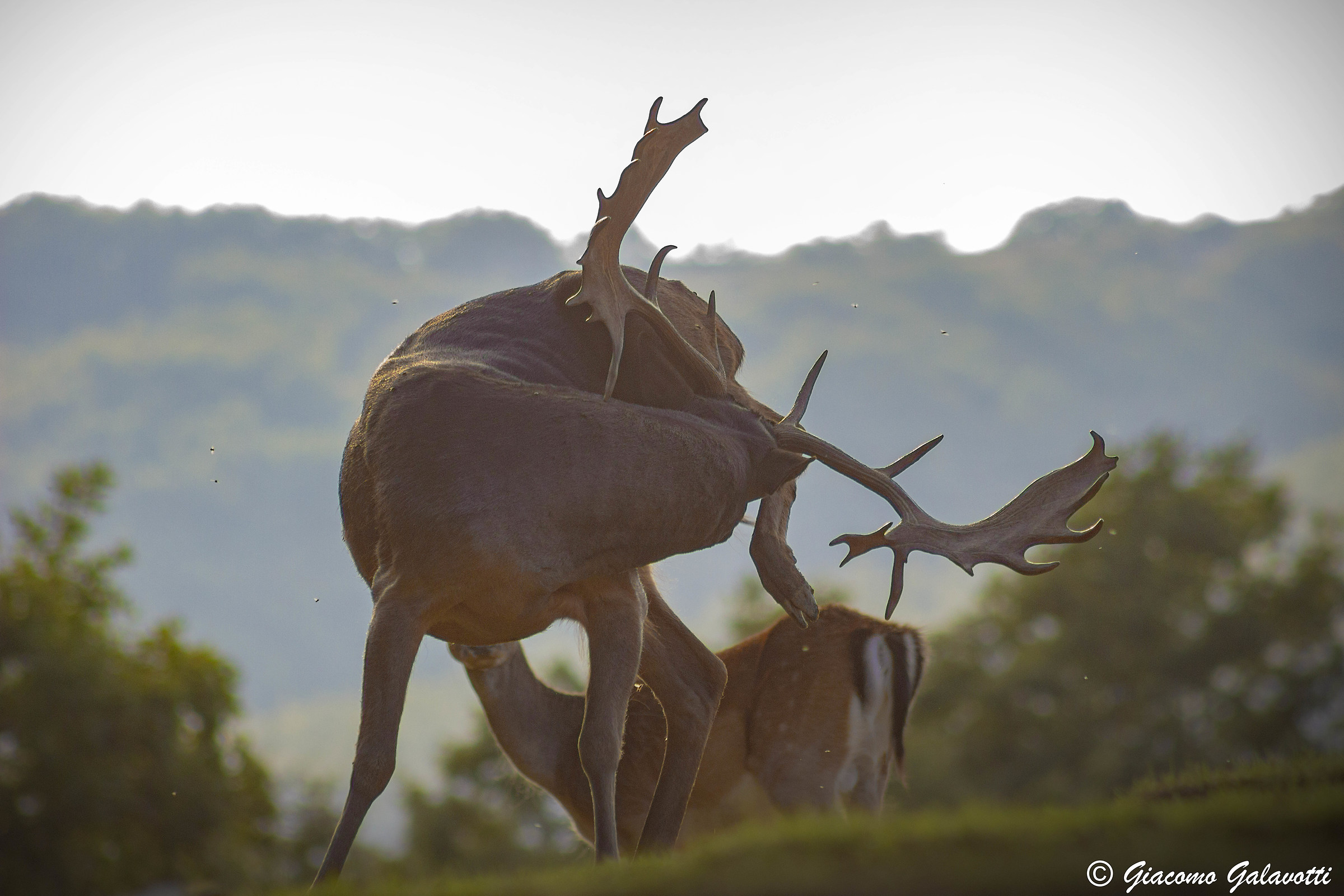 His Majesty | King of the Apennines