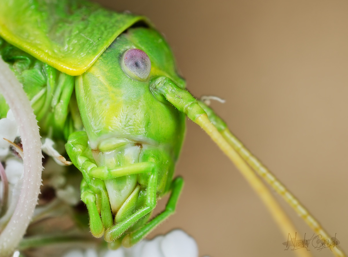 ...me lo dai un bacino??