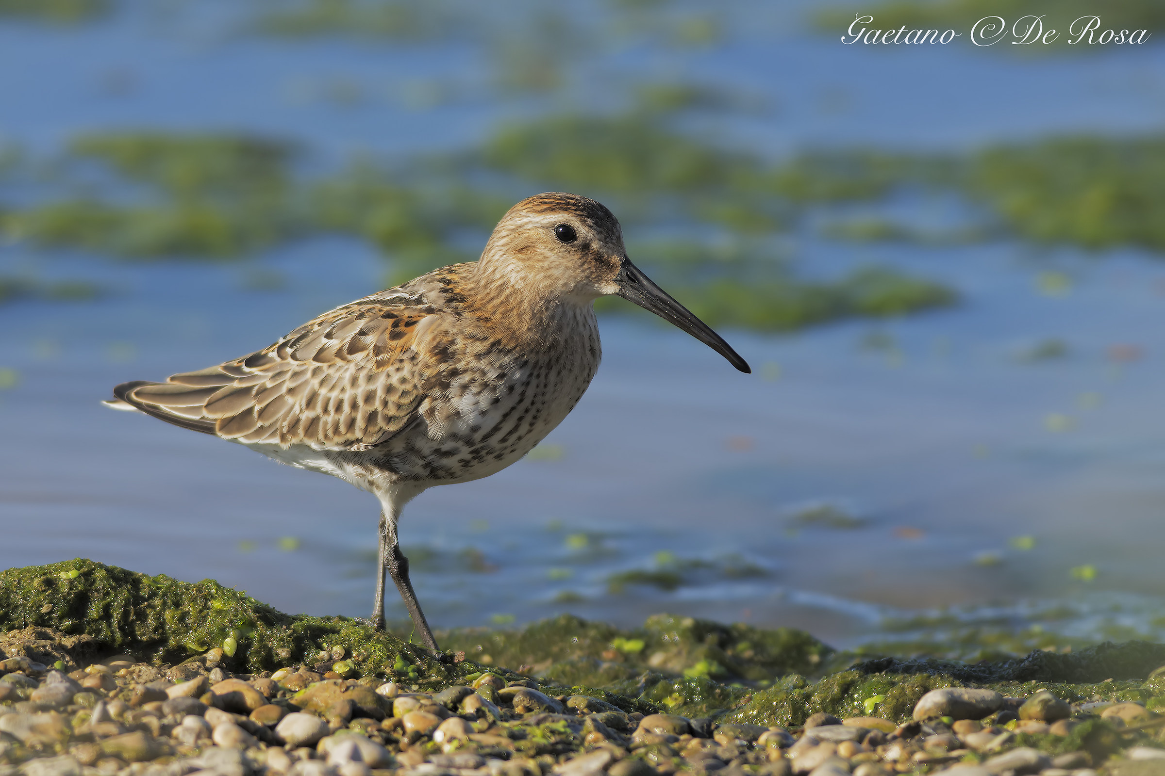 Piovanello pancia nera