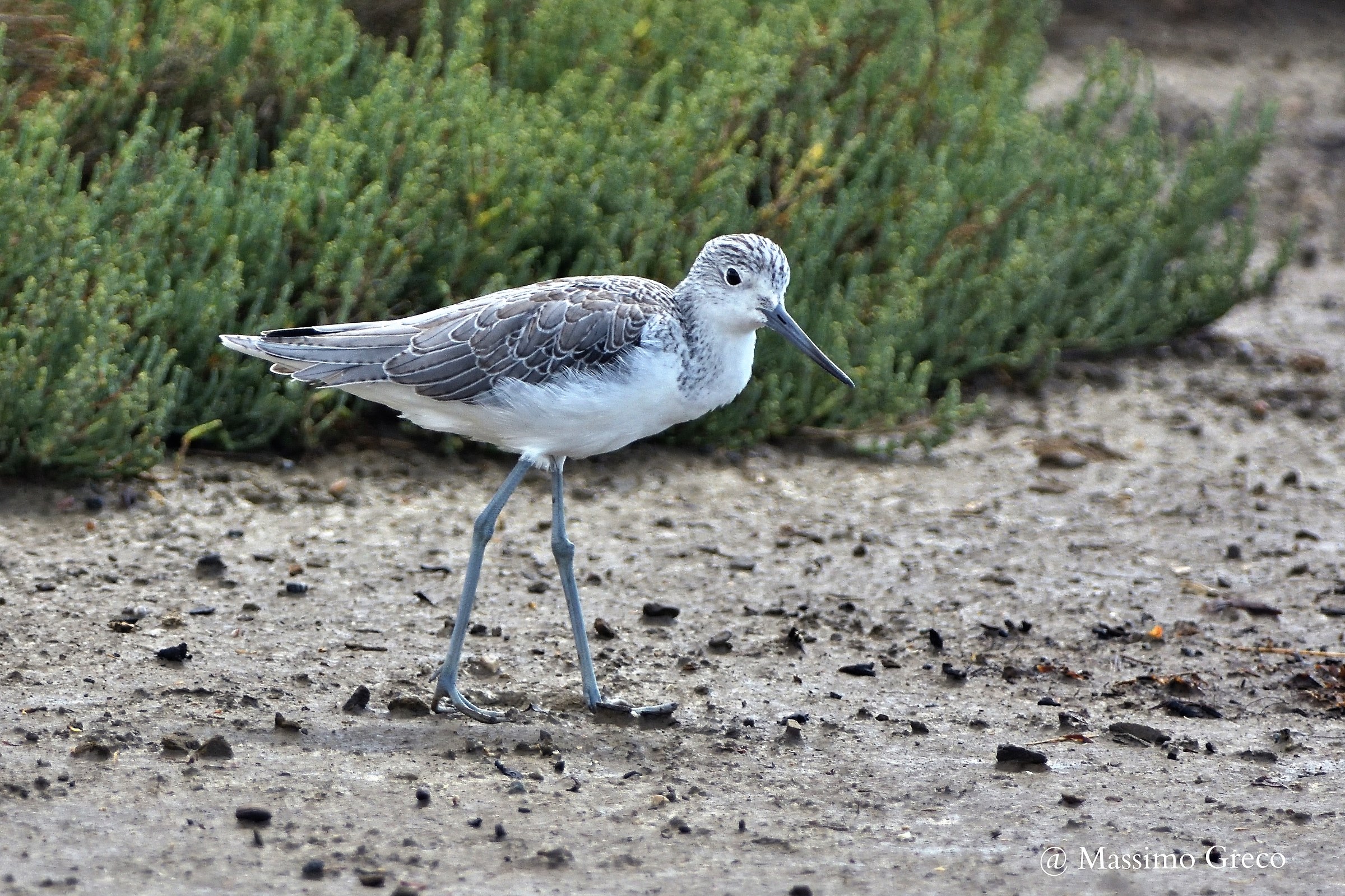 Greenshank / Tringa nebularia)
