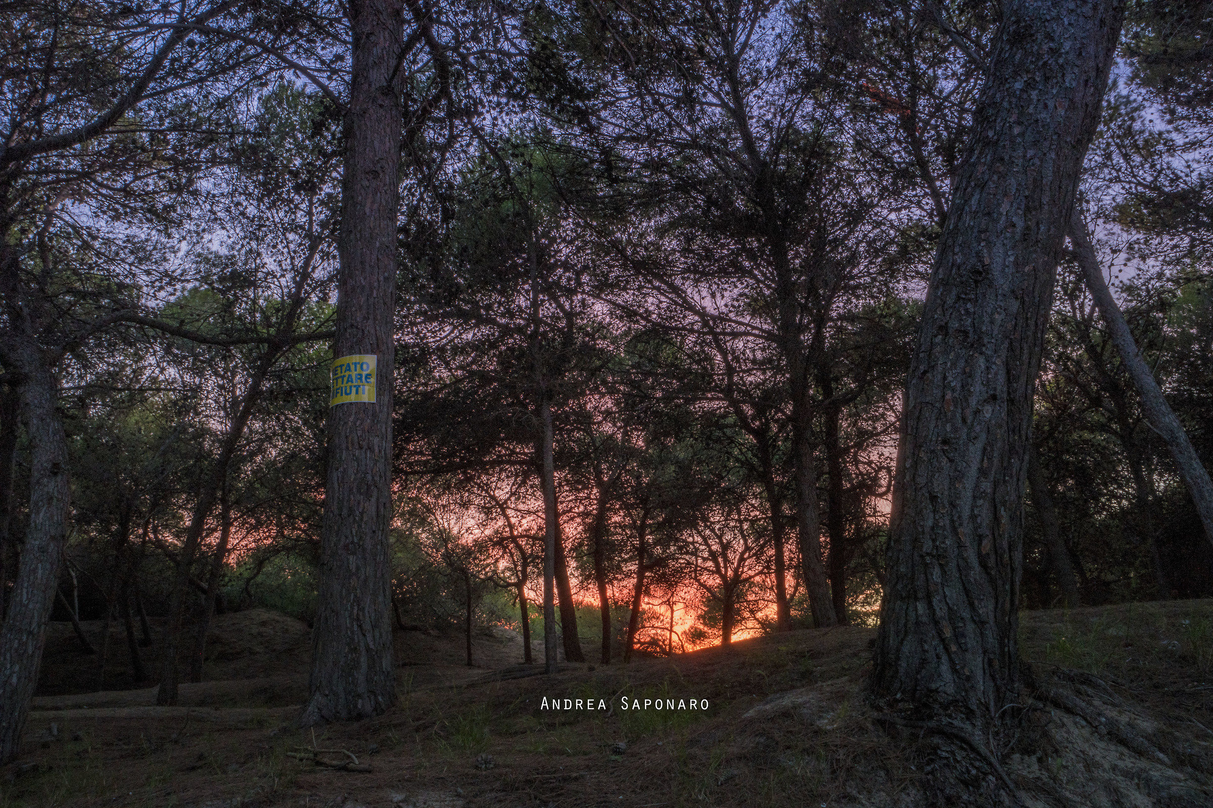 Looking at the colors of tramontoprovenire by pine trees